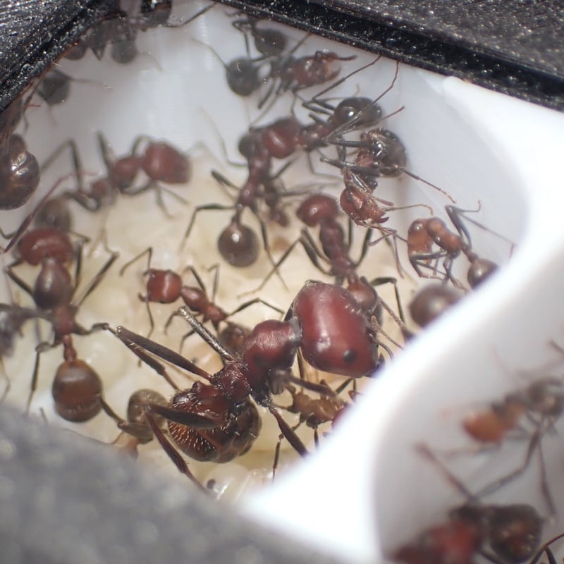 セファロタスクロナガアリ｜女王｜コロニー｜Messor cephalotes | あり