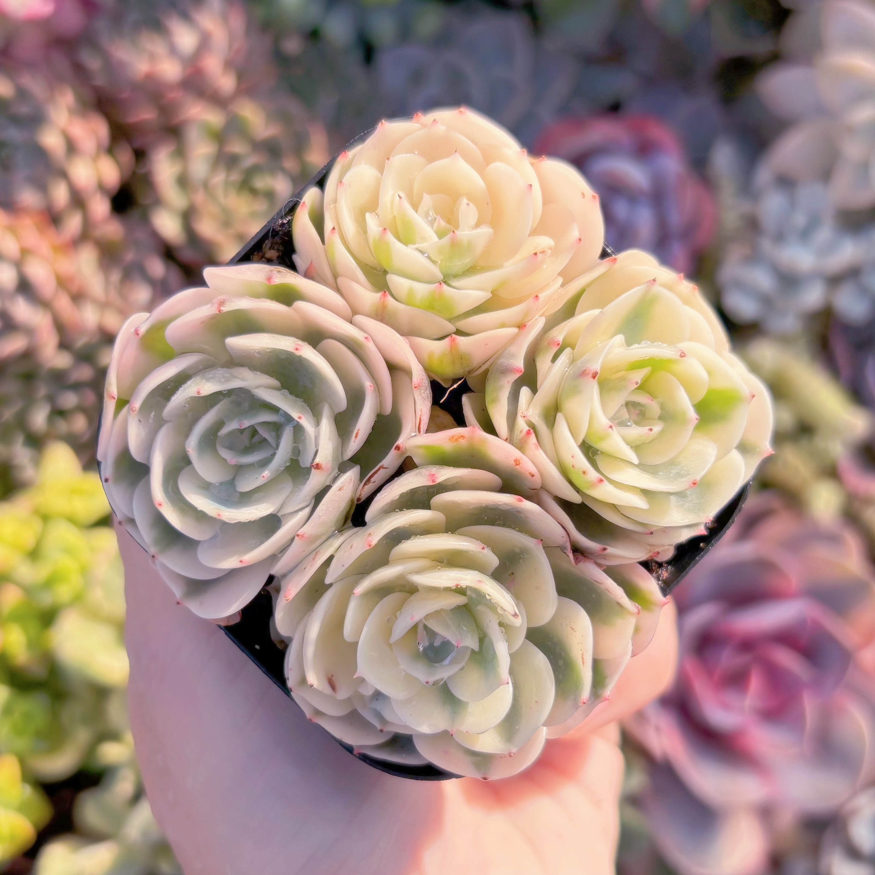 現品　ルノーディーン錦 #M200　新入荷　るる農園