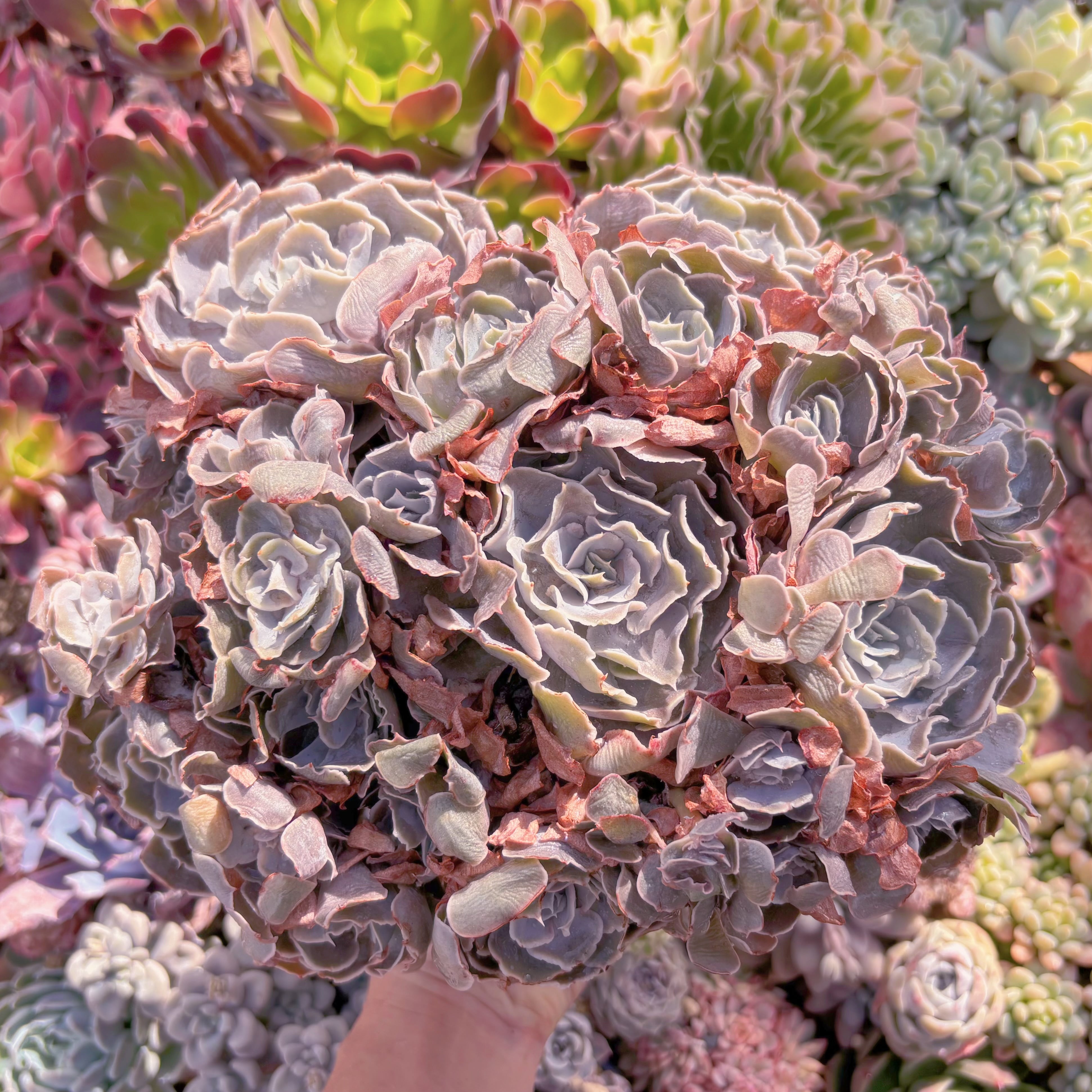 現品　Echeveria shaviana 'Truffles'#867　特大群生　るる農園