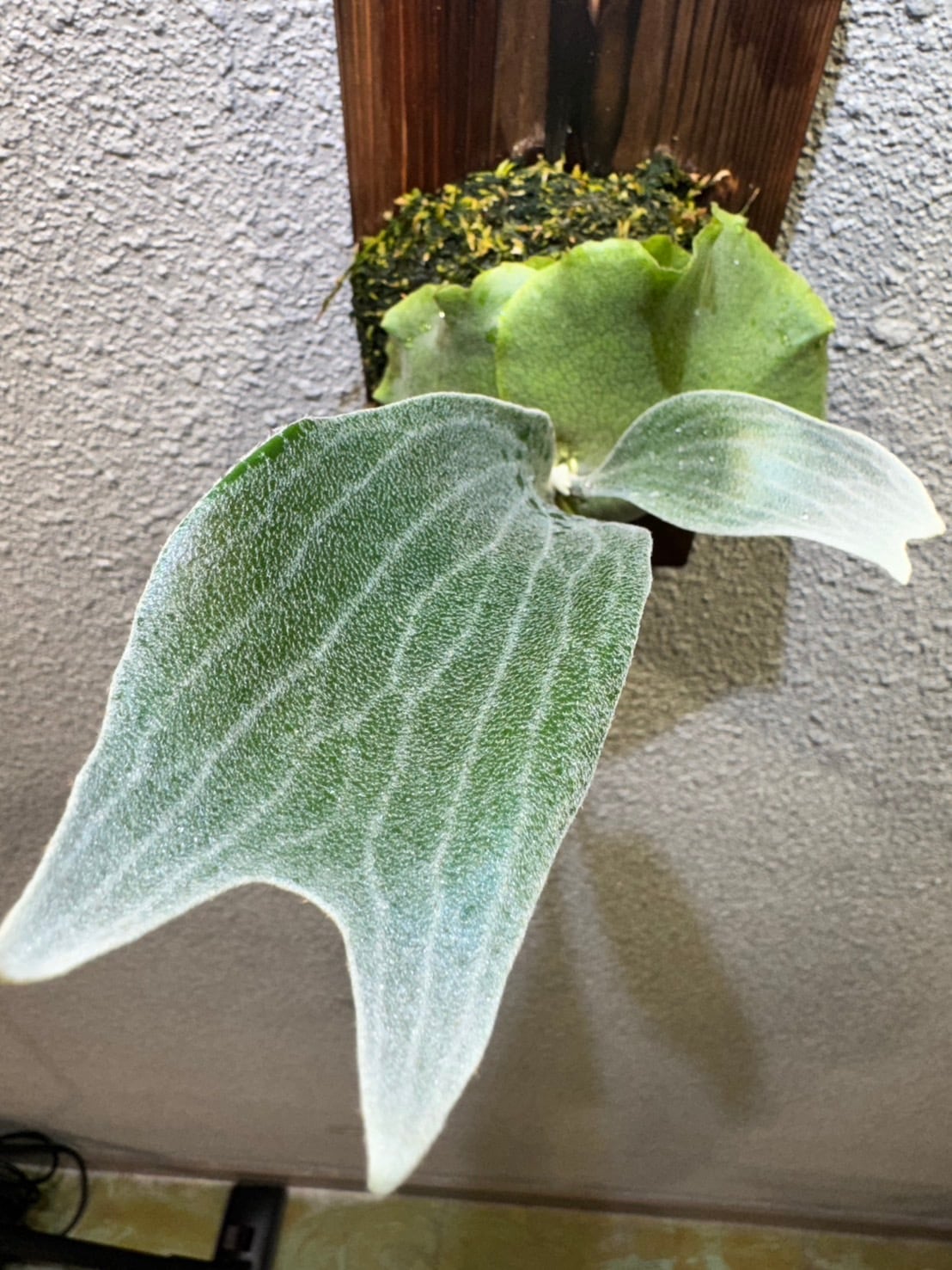 P.willinckii cv.A-plus × P.patra garden#1 (MIXSpore) SELECT株