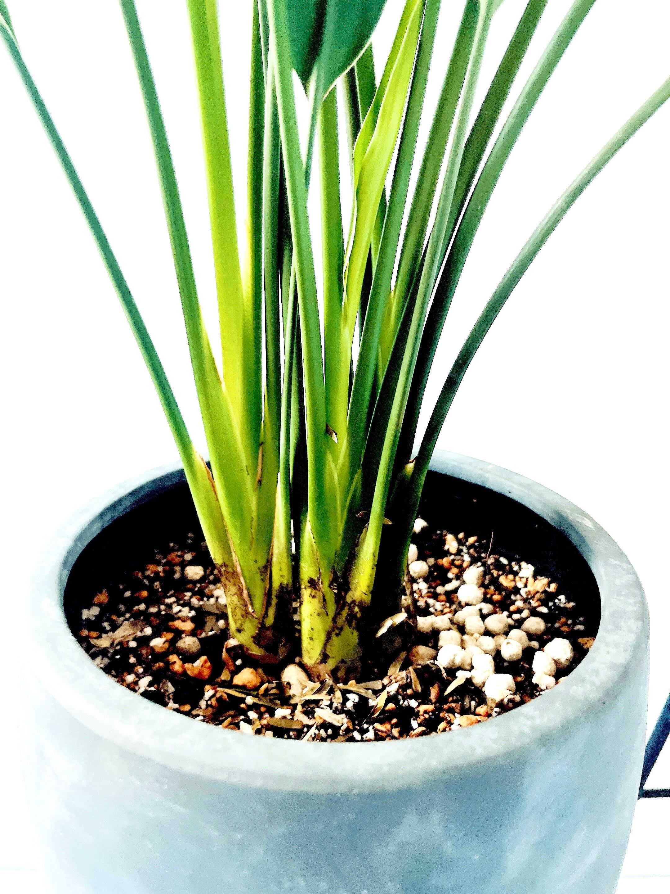 【SALE】ストレリチア ノンリーフ 希少 陶器鉢 ◎すぐ飾れる 観葉植物 ストレリチア ノンリーフ ユンケア 希少 陶器鉢 ◎すぐ飾れる | calm