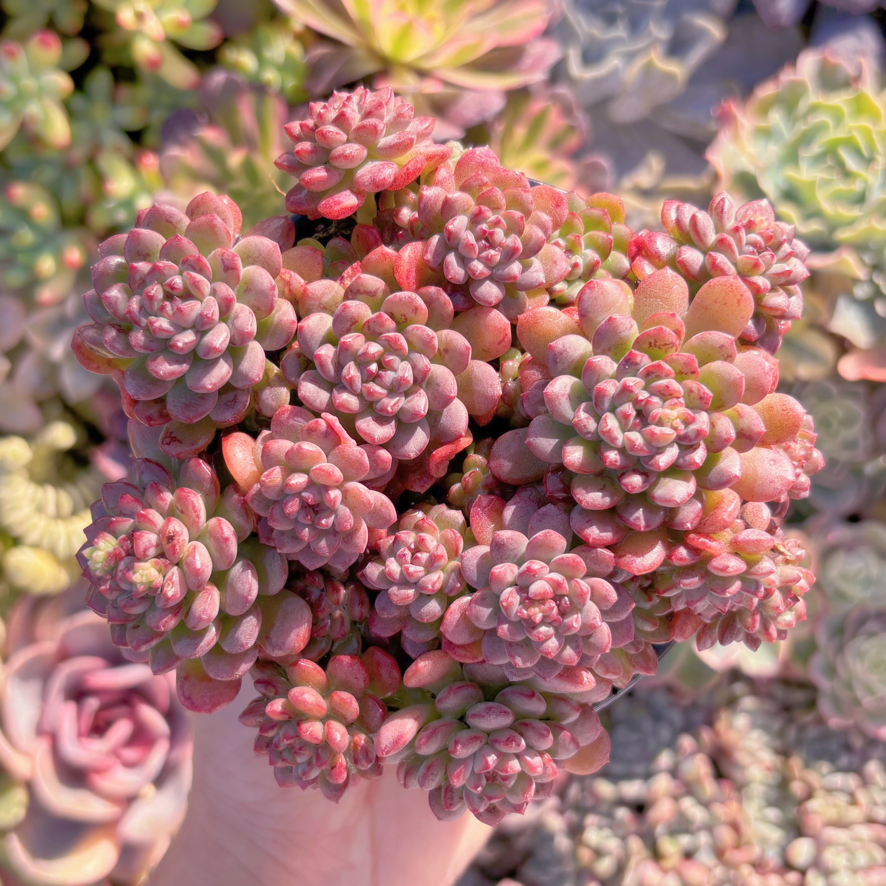 現品　コルネット#M105    大群生　るる農園