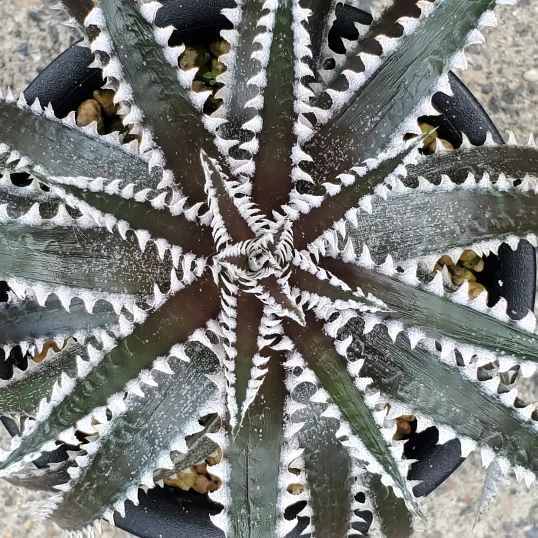 DBディッキア Dyckia Bill Baker hybrid #133 a0499_Dyckia 'Bill
