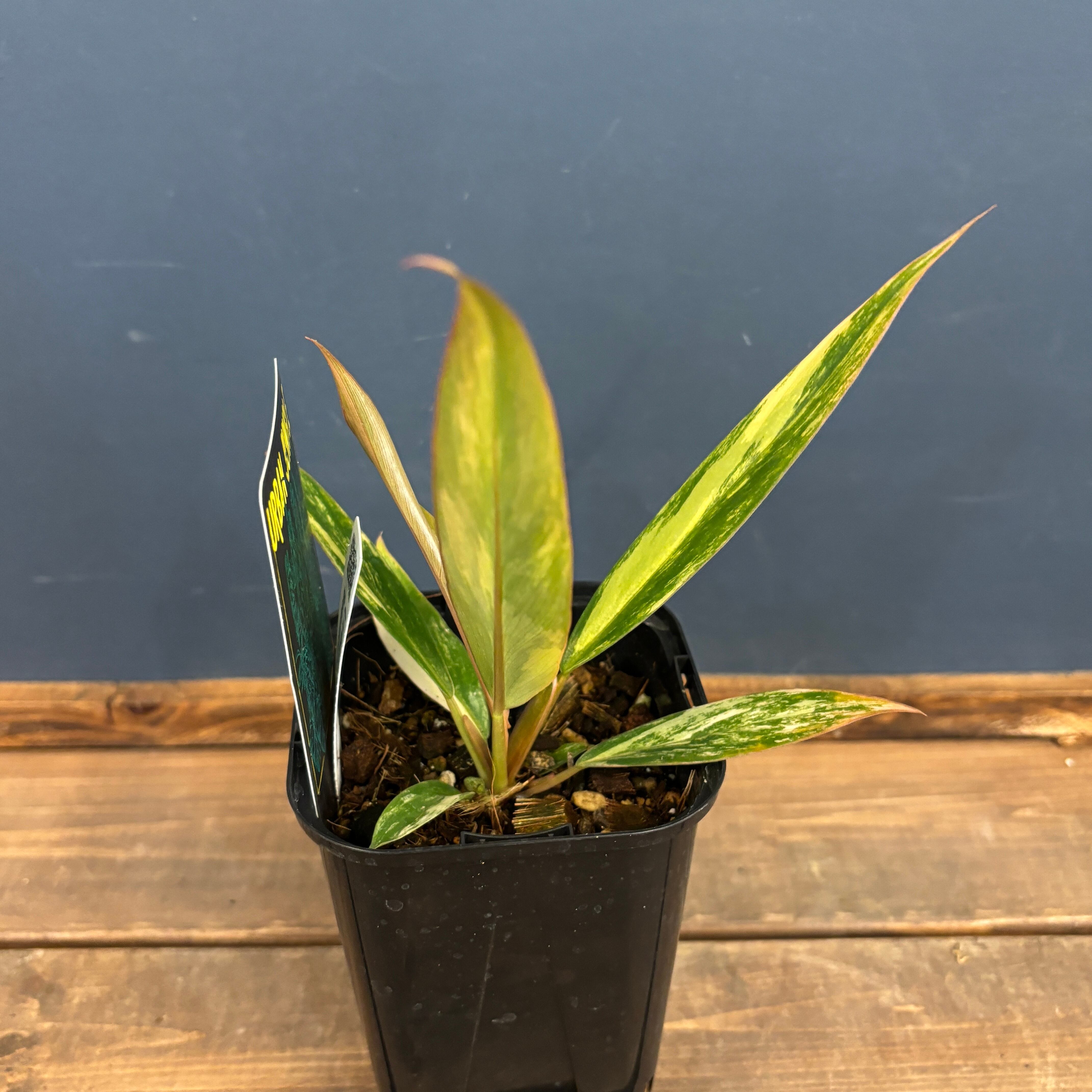 フィロデンドロン キャラメルマーブル【204】 | PROTOLEAF