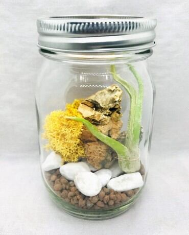 +MOSS TERRARIUM/苔テラリウム(ダンデライオン)