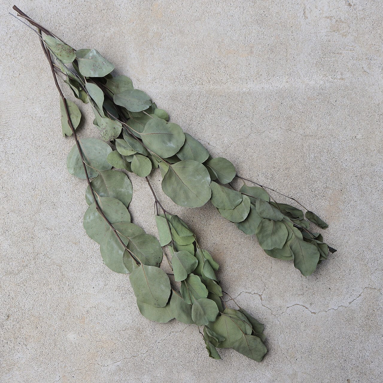 ユーカリ ポポラスリーフ/ドライフラワー | 富良野 花七曜 | ドライ