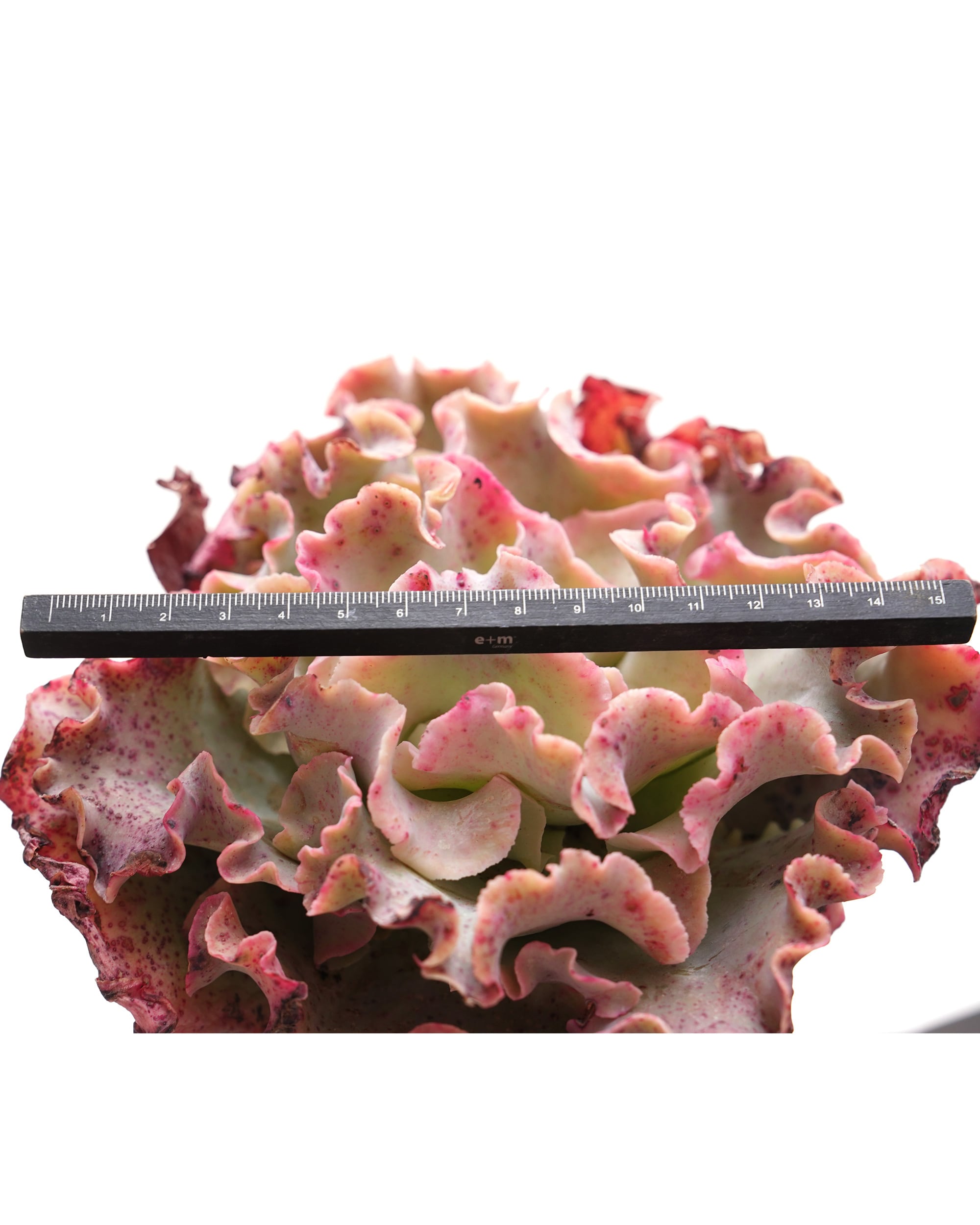 カット苗 メリディアン XXL 18cm大株＋極太茎 Echeveria 'Meridian