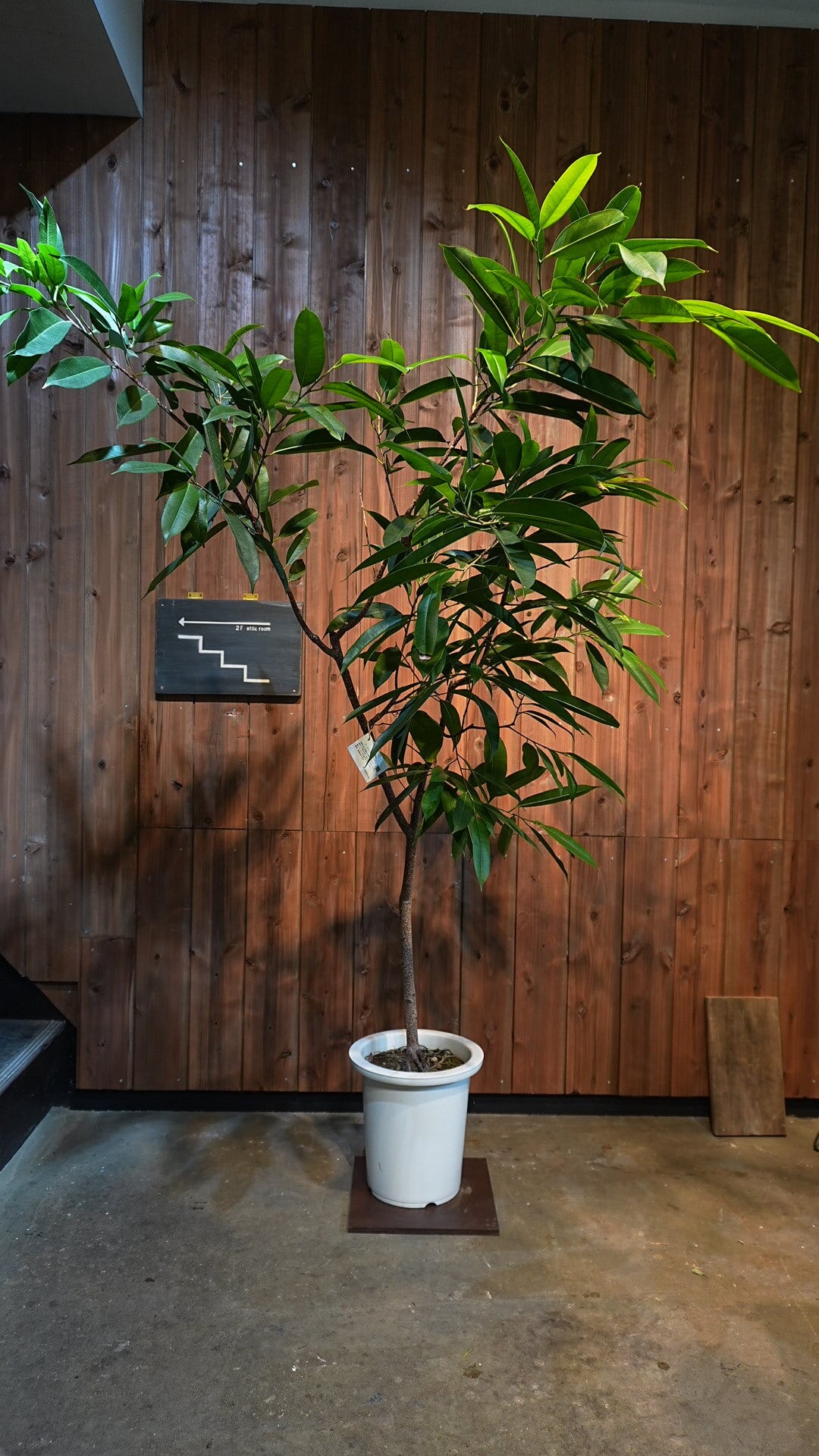 フィカス アムステルダムキング | LUFF Flower&Plants WORKS online フィカス アムステルダムキング | LUFF Flower&Plants WORKS online