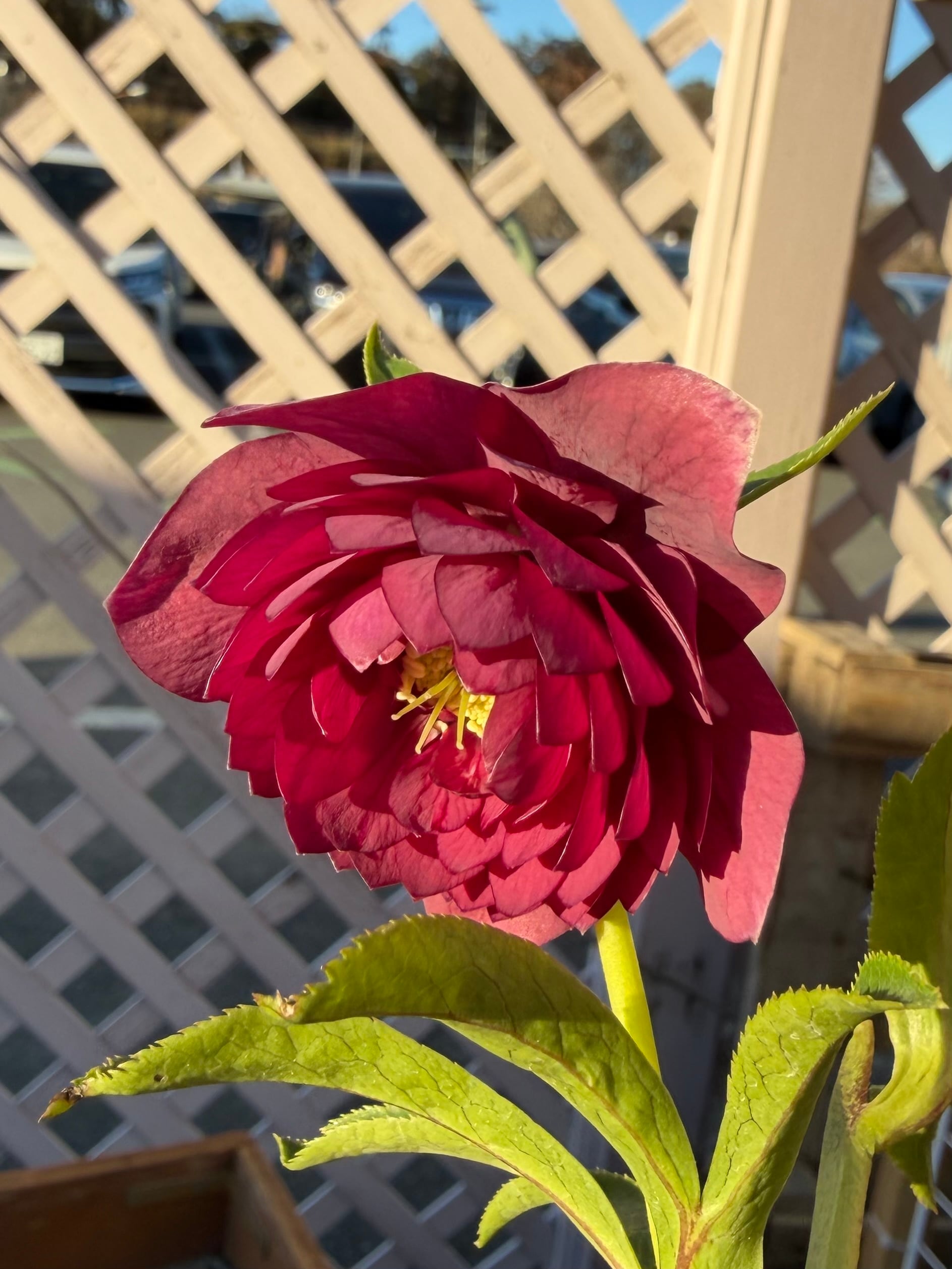 シャガール ※交配札なし 加藤農園 クリスマスローズ【Ka95】送料無料