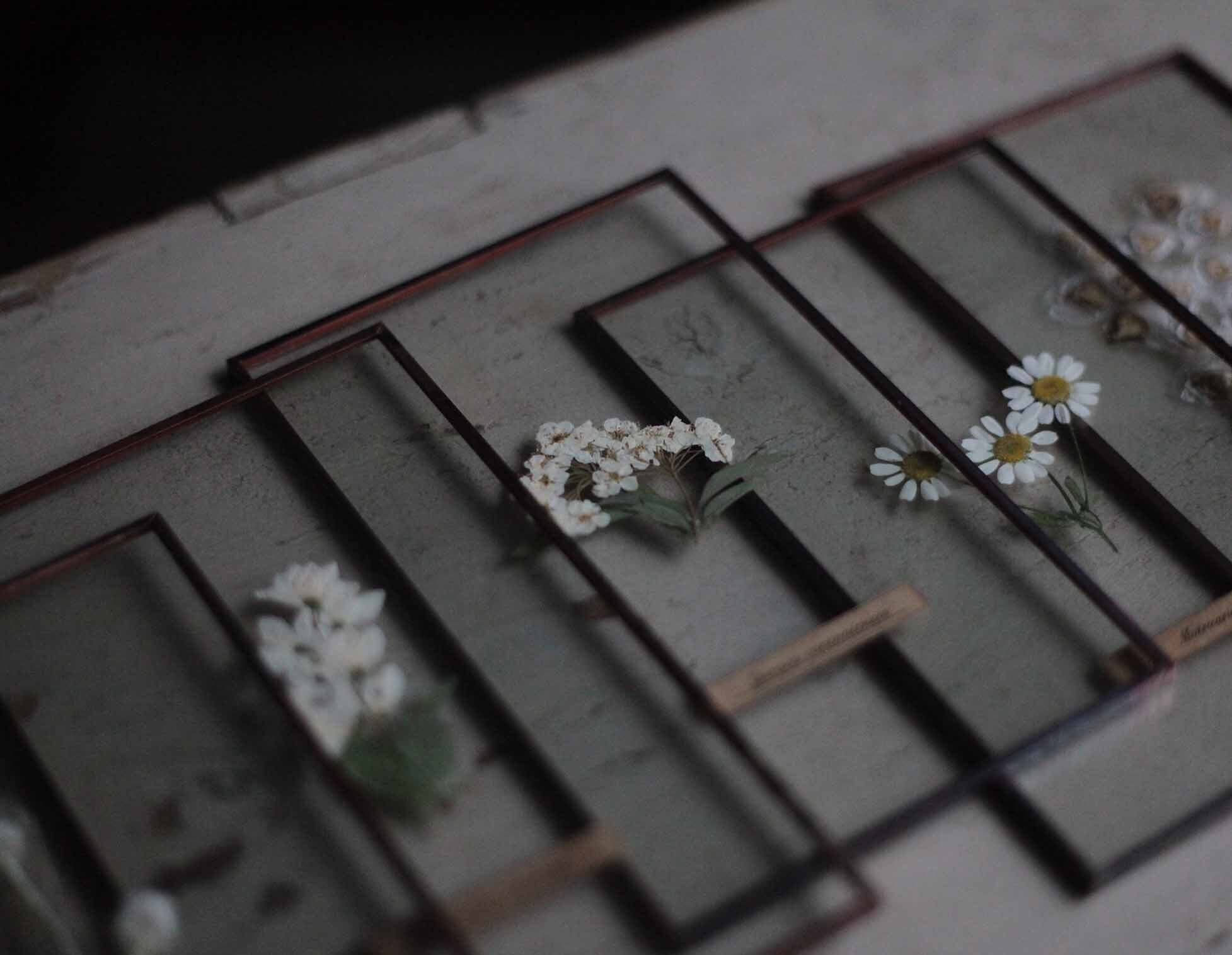 はいいろオオカミ＋花屋西別府商店