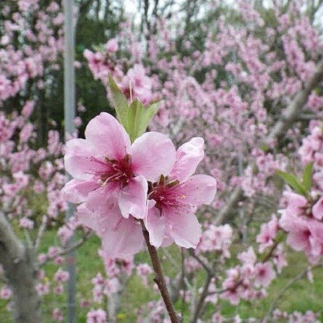 ダブルハートピンクネックレス