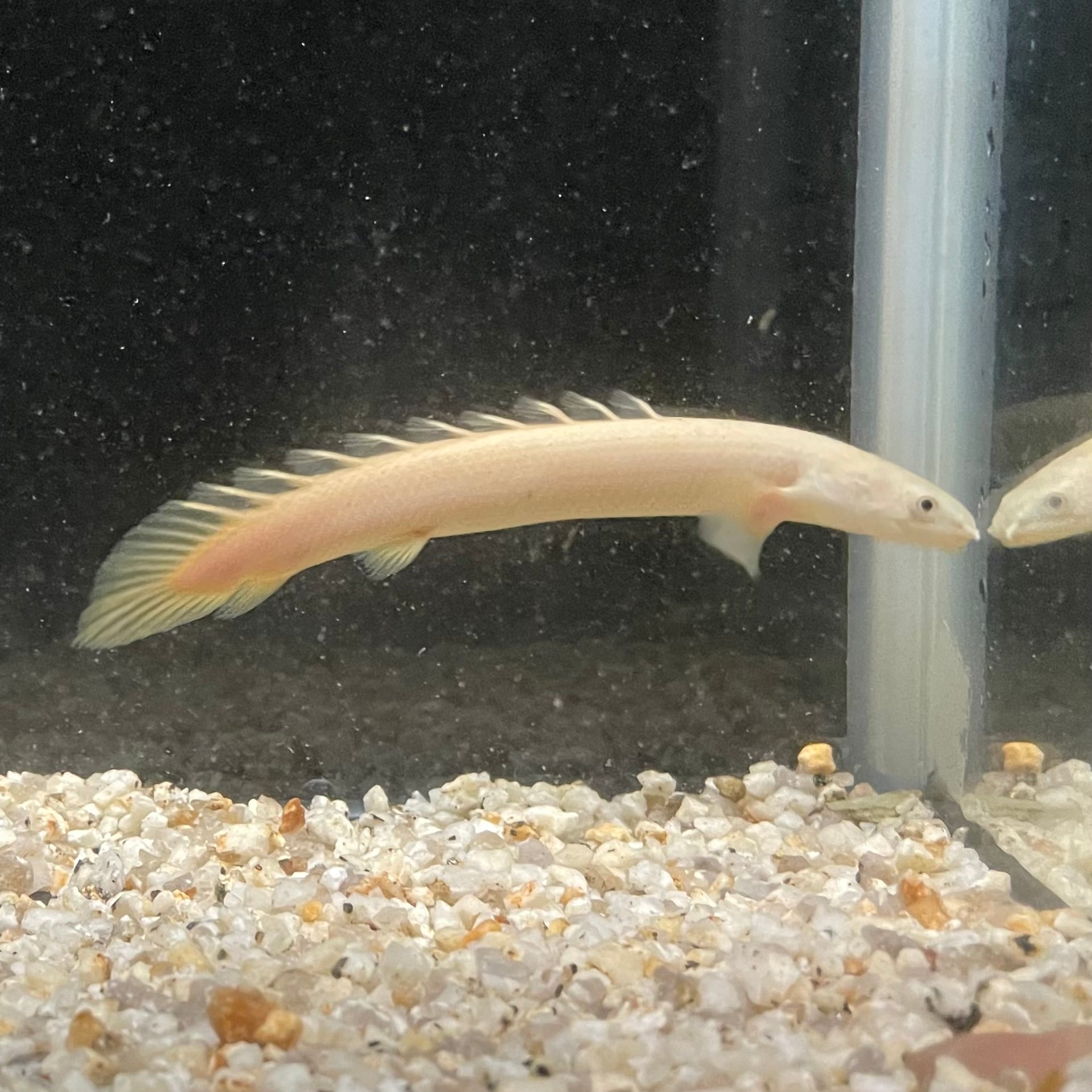 値下げしました！ポリプテルス お値段は説明欄へ