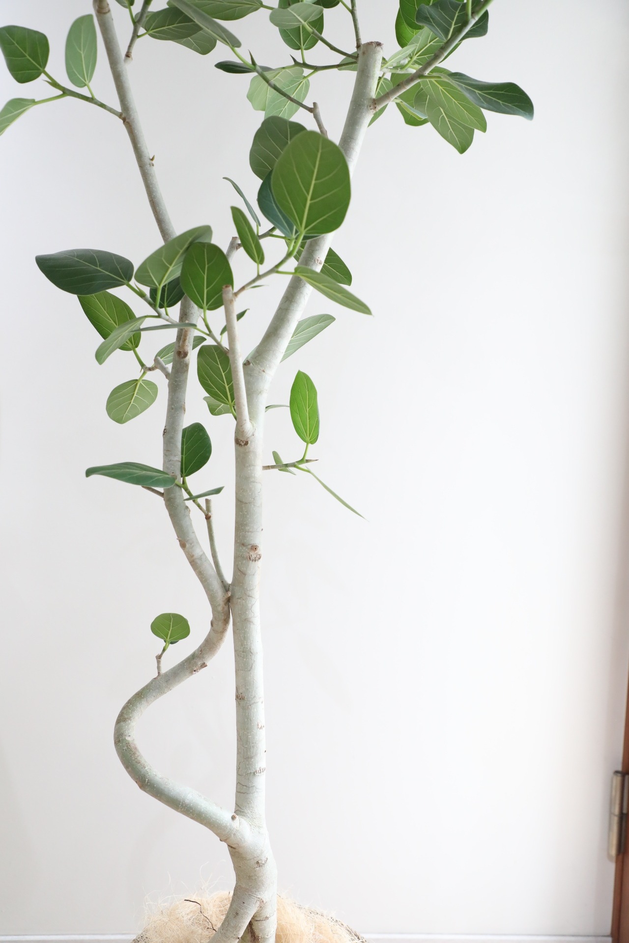 【L/166cm】【渋谷区周辺エリア/配送料無料】フィカス ベンガレンシス/Ficus benghalensis ※陶器鉢カバー別