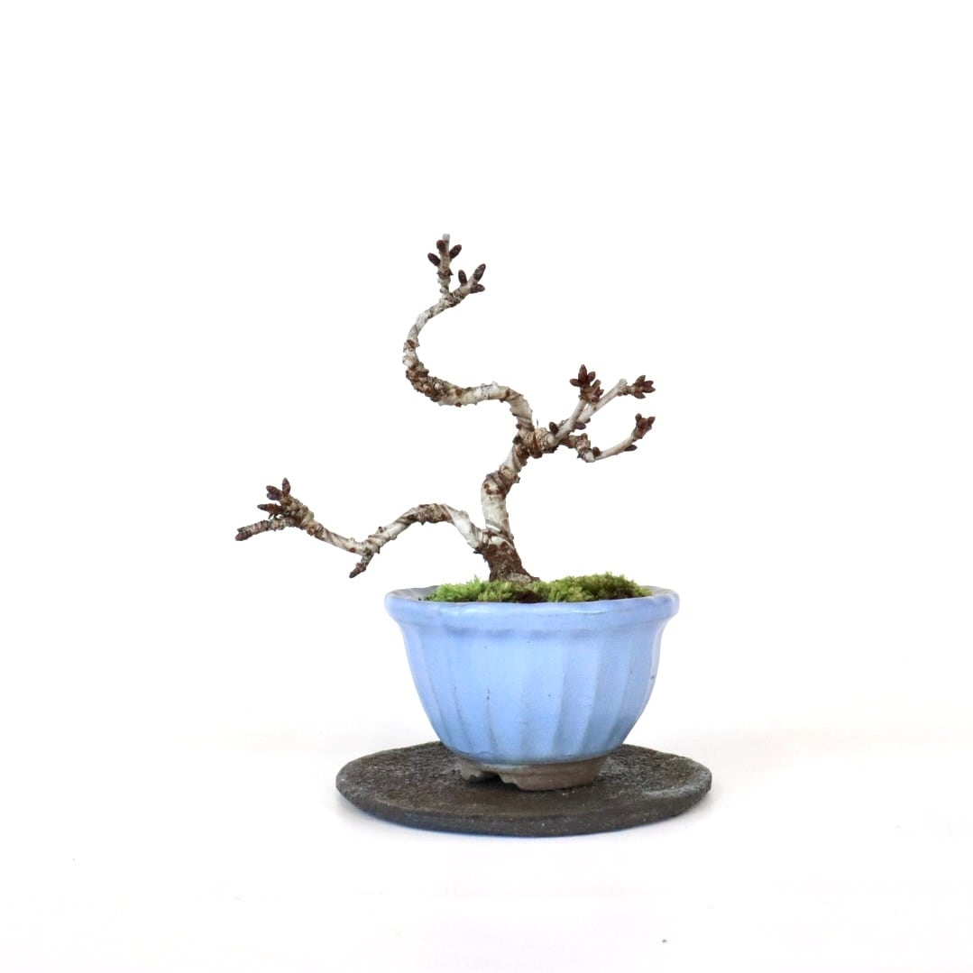 盆栽工房WABI