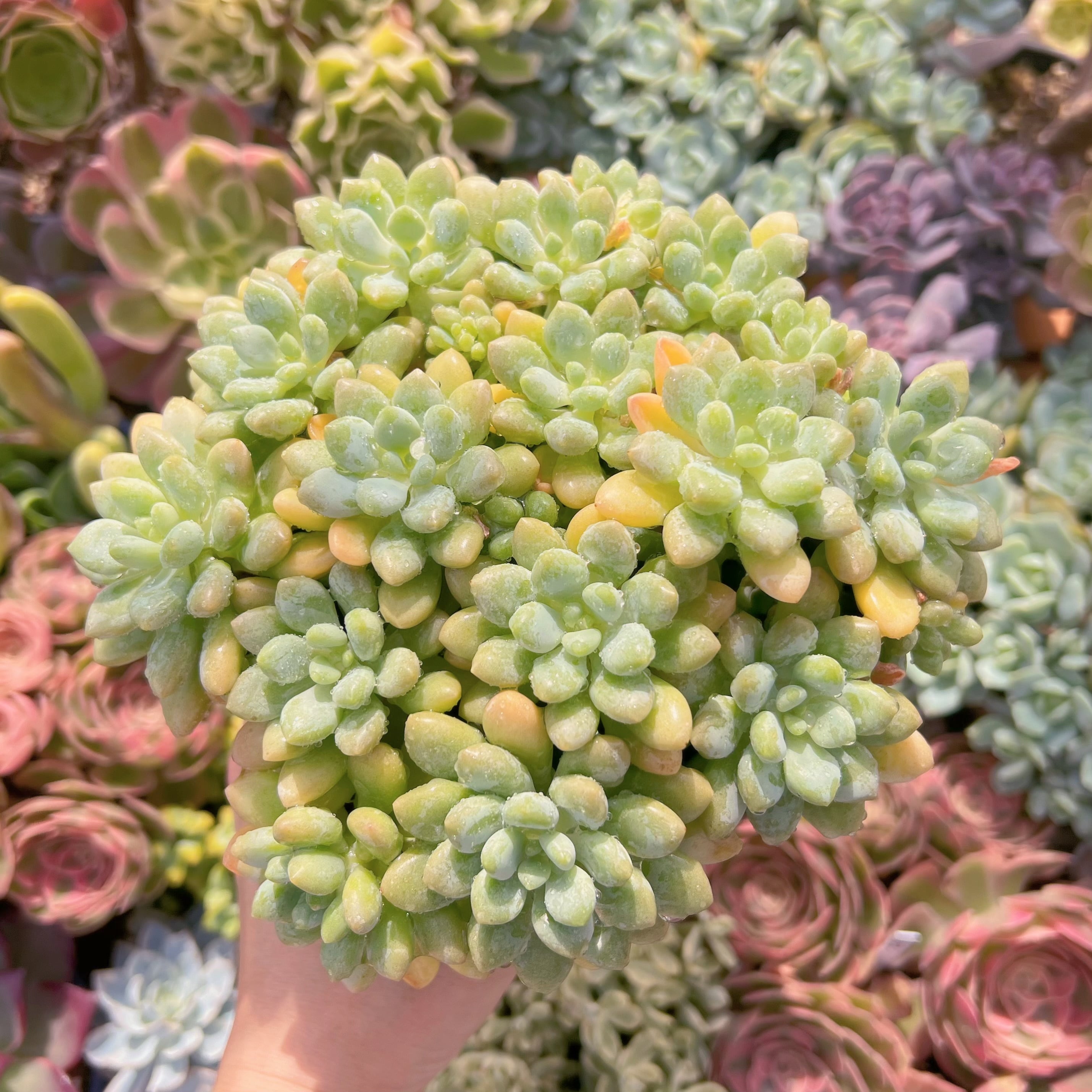 多肉植物　 キャビア　特大群生　新入荷　るる農園