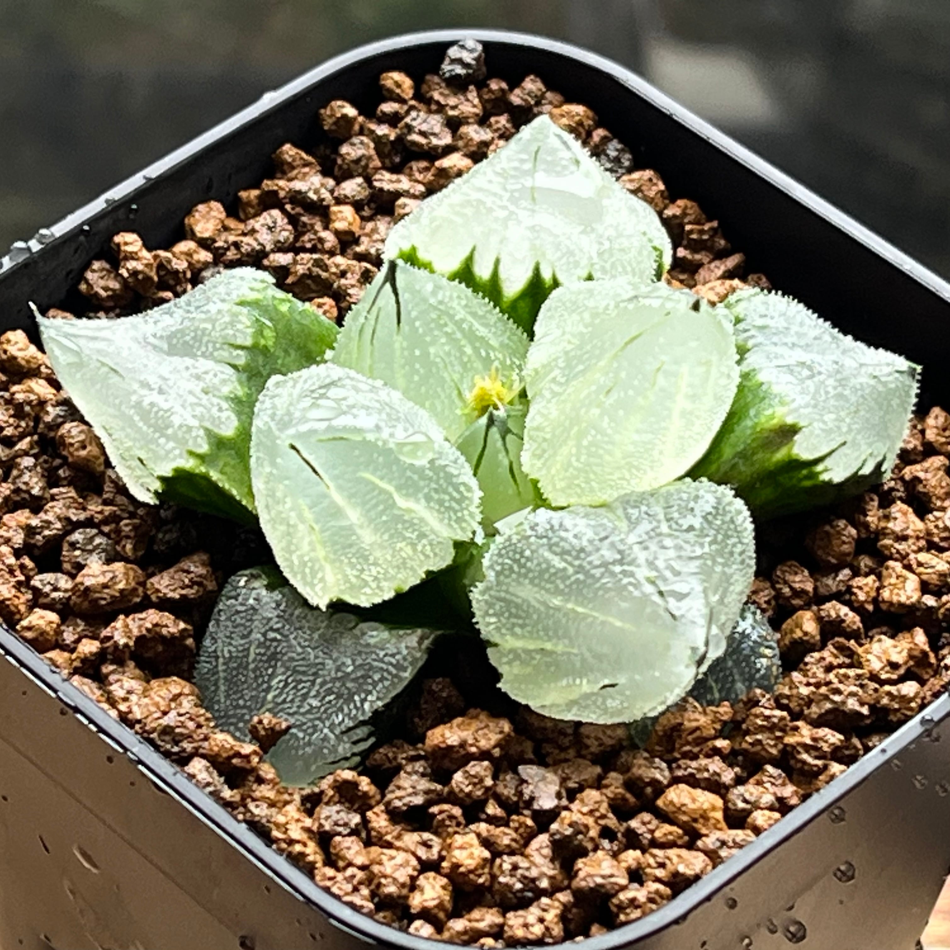 ハオルチア ピグマエアミュータント 特異株 | mocono_plants