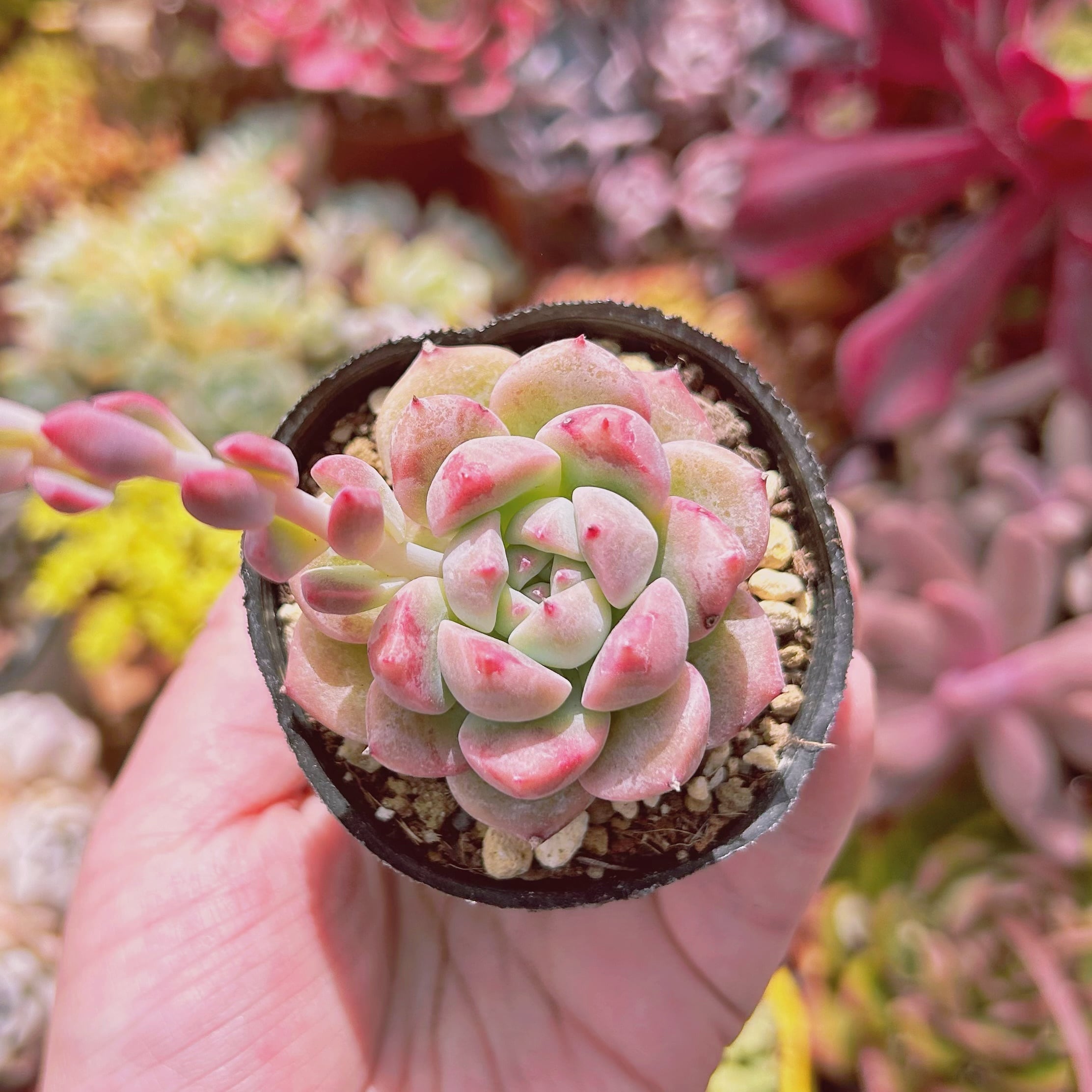 多肉植物　フロストフラワー　抜き苗
