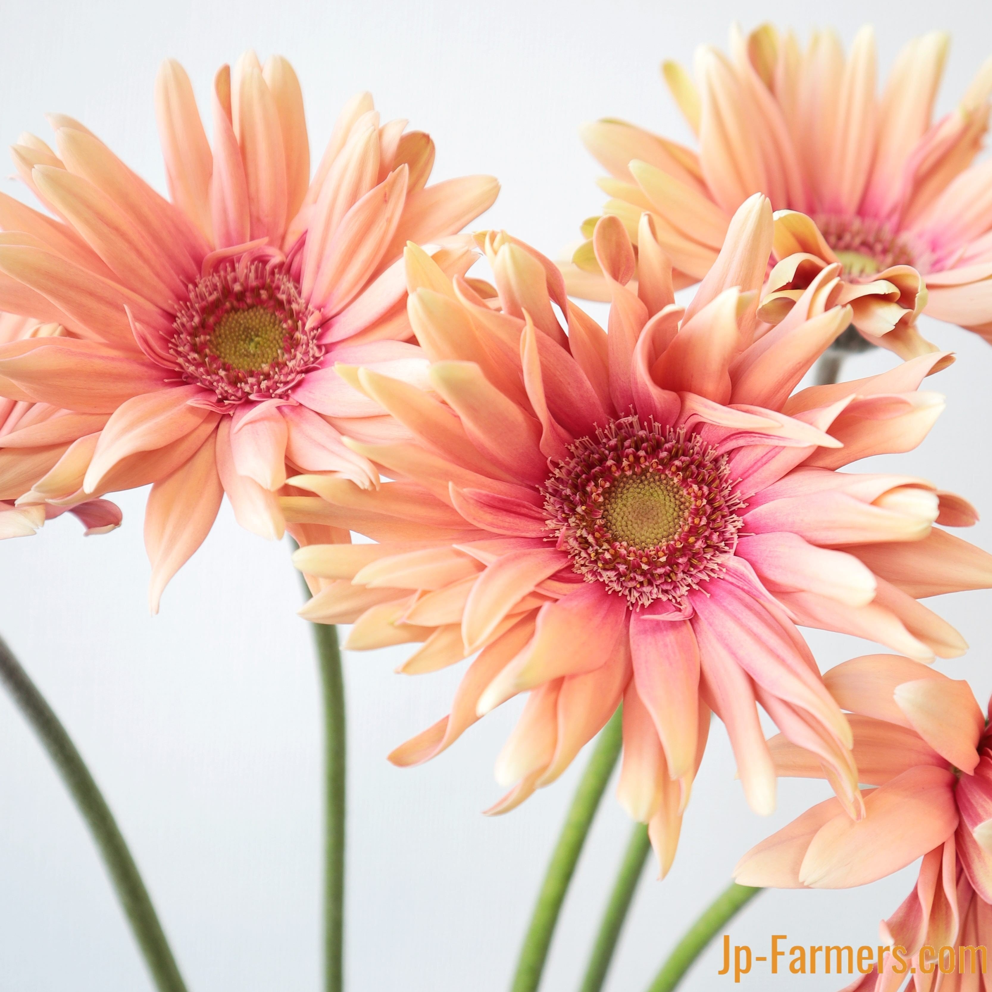 大輪ガーベラ パスタロサート 10本 | 新鮮お花問屋 Jp-Farmers.com