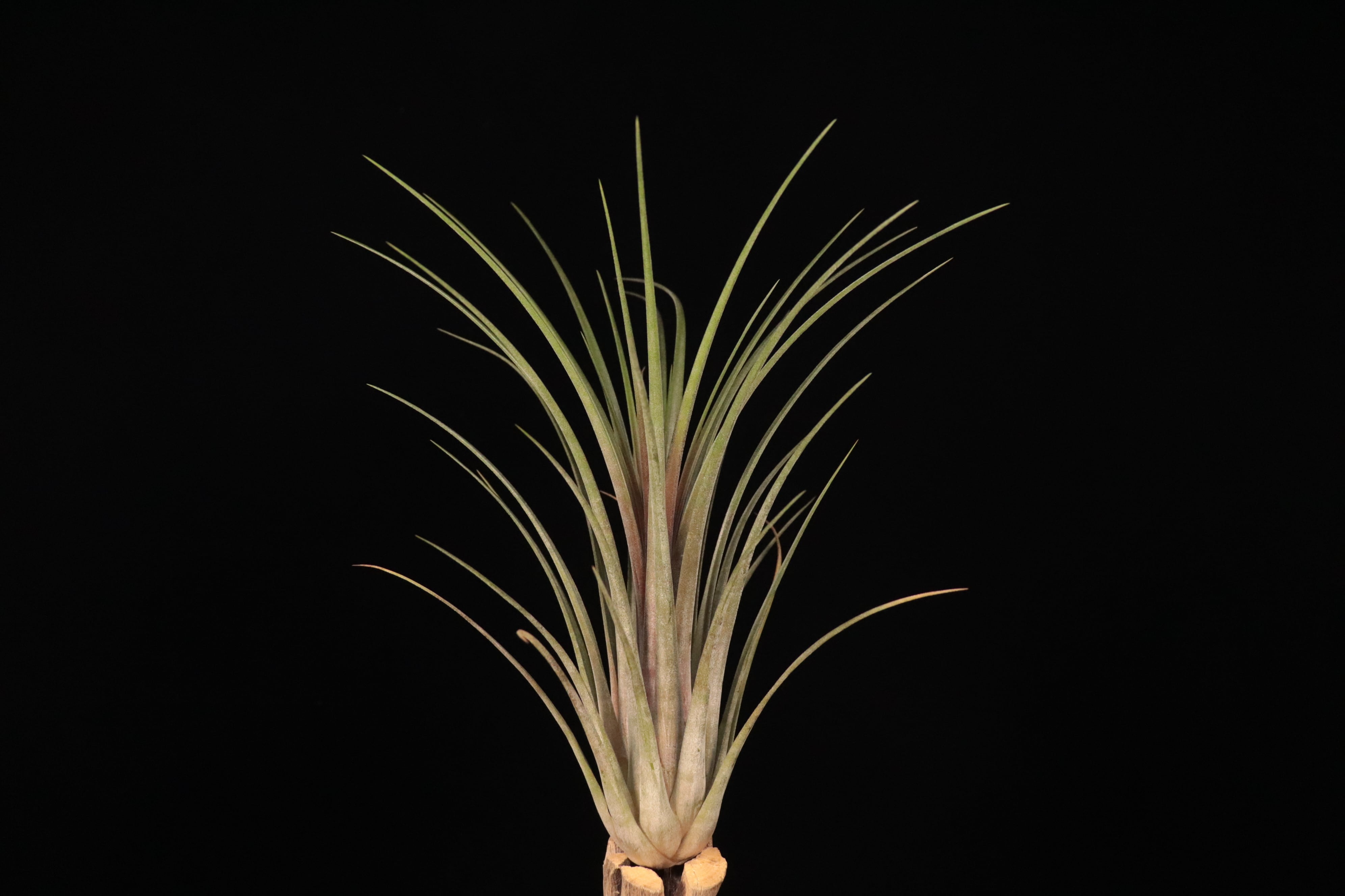 送料無料】dasyliriifolia 'Yucatan form' × ionantha〔エアプランツ