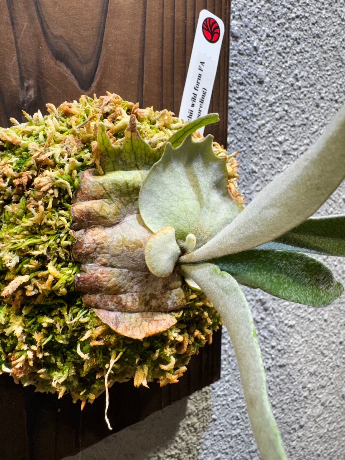 P.veitchii WILD From FA | Plants.Links