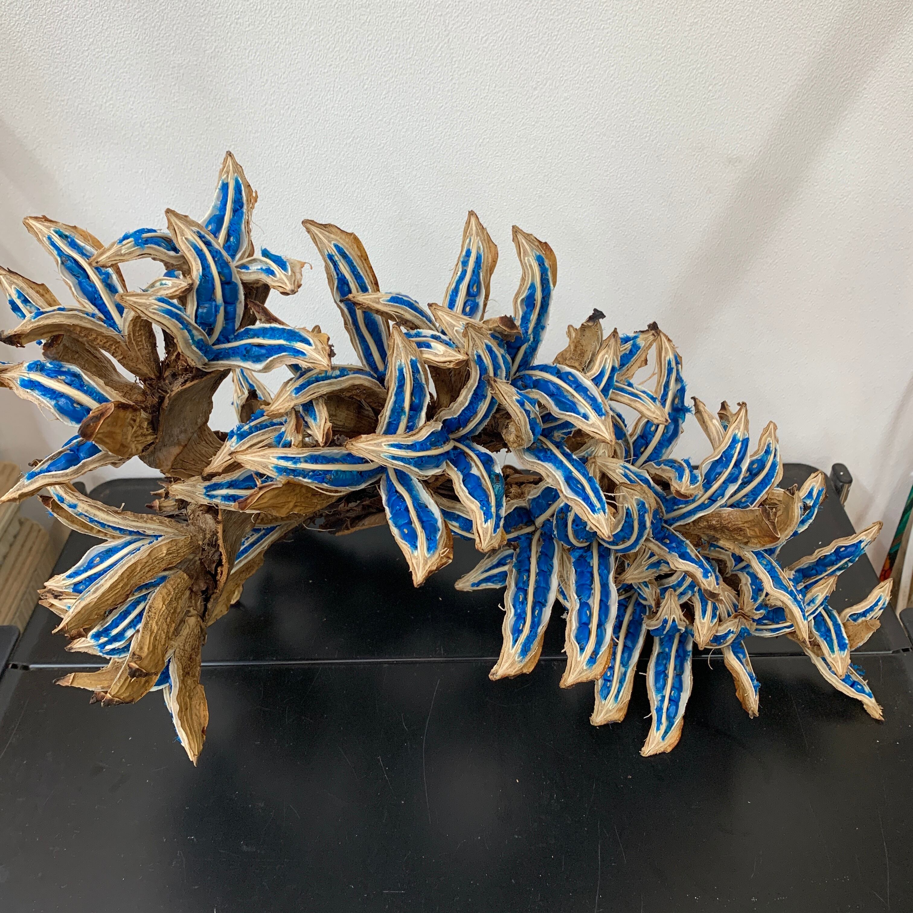 ①旅人の木6節 A級品 【公式通販】