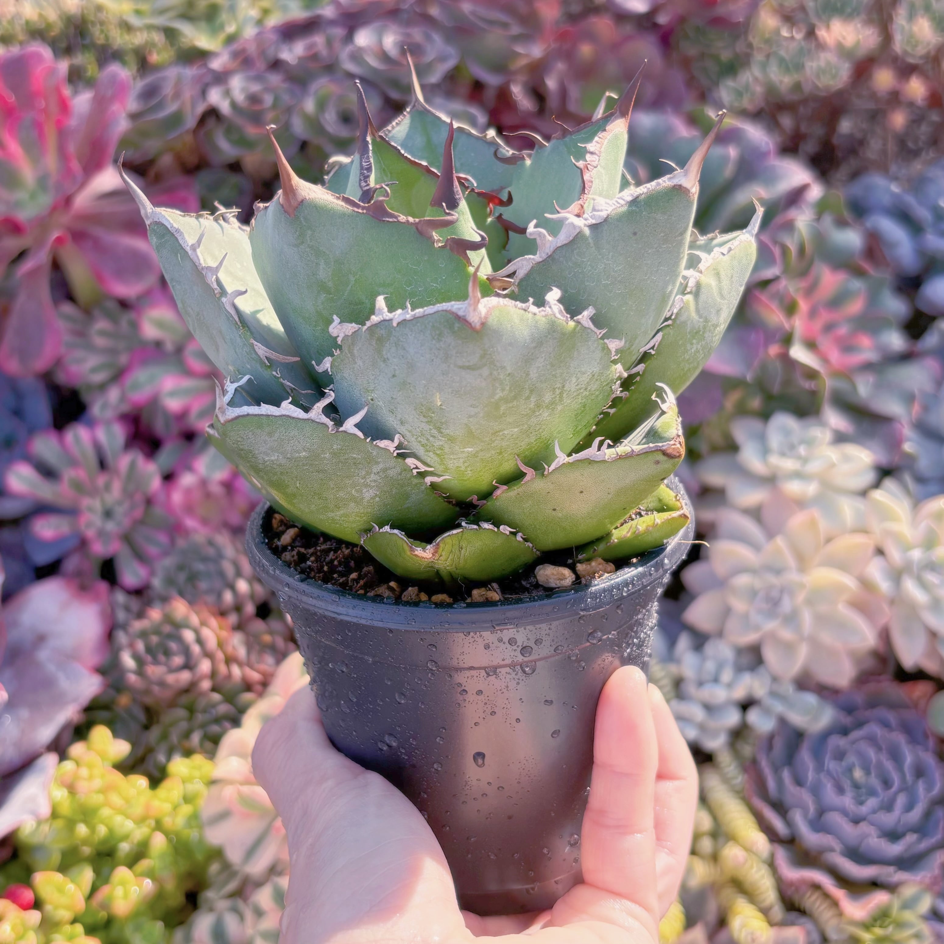 現品　アガベ　卡比獣(カビゴン)#A056　新入荷　るる農園