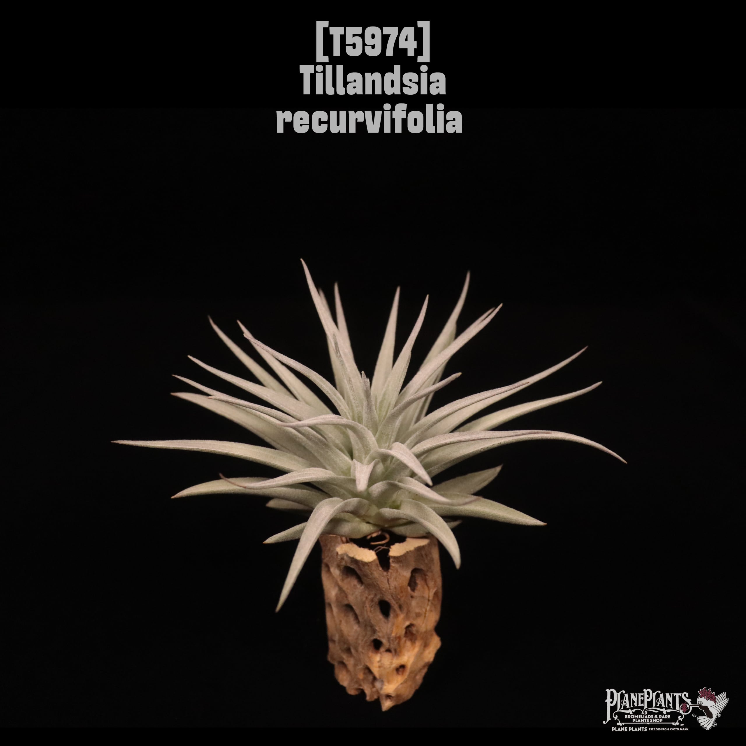 Tillandsia recurvifolia〔ティランジア〕T5974