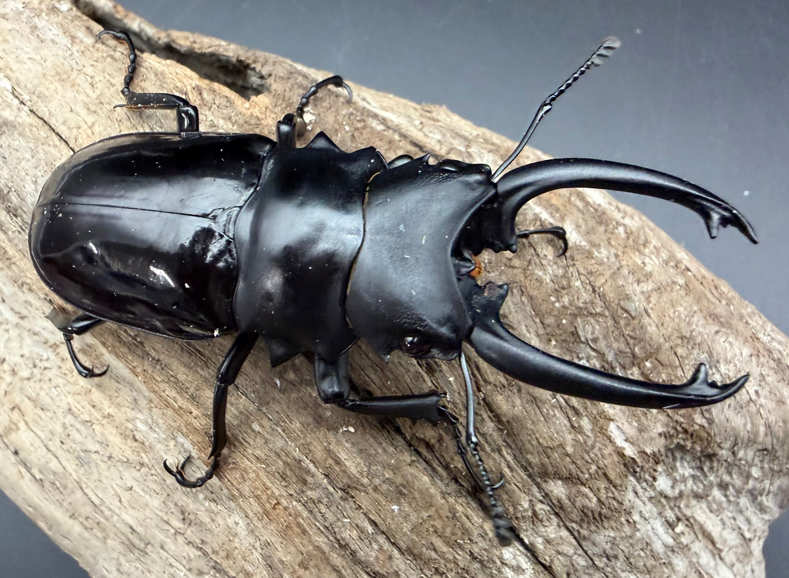 WD】《ダールマンツヤクワガタ亜種セレベンシス 83.5mm ペア》 | KPW