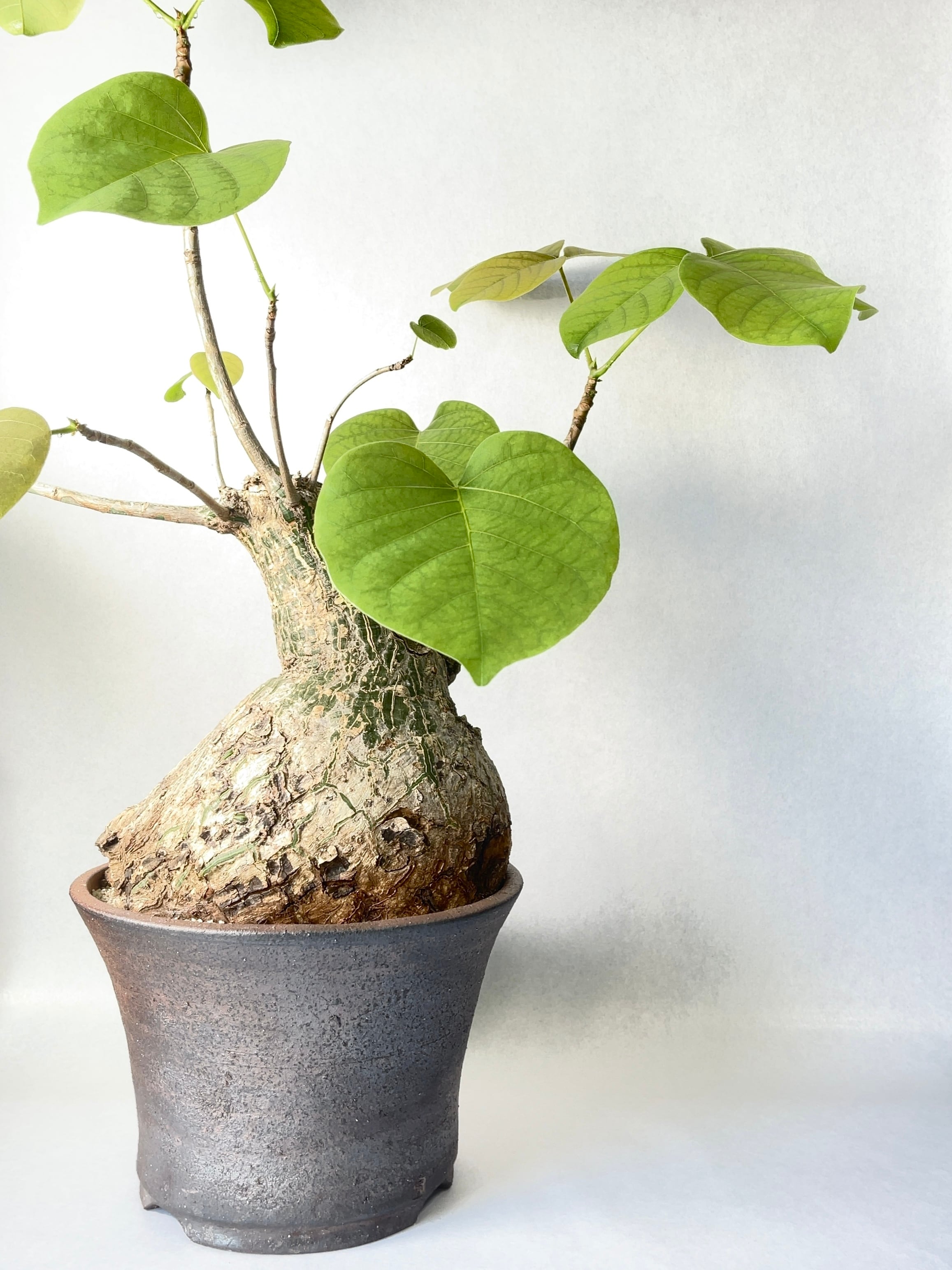 プセウド ボンバックス特大 プセウドボンバックス エリプティクム Pseudobombax ellipticum | Bios