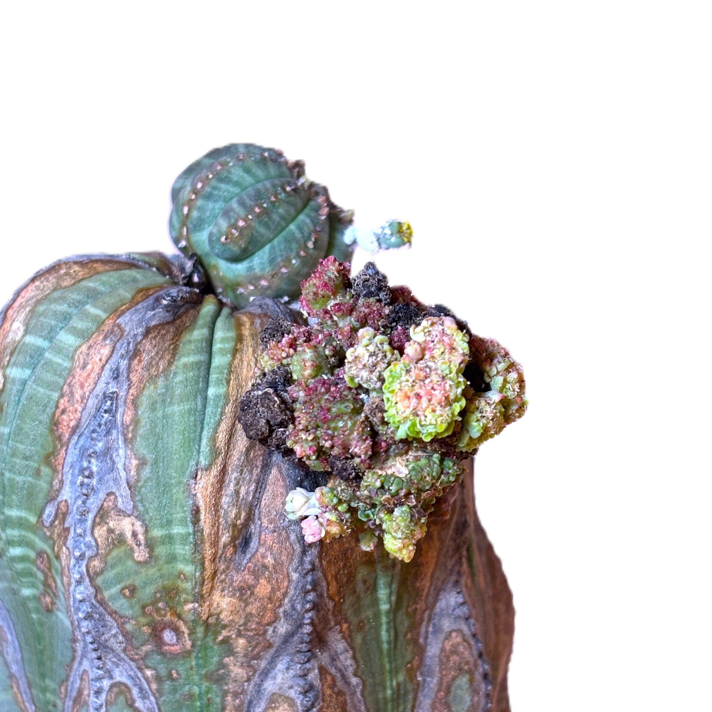 Euphorbia obesa 'Old Wood' - Mutant Tower (Raw Specimen