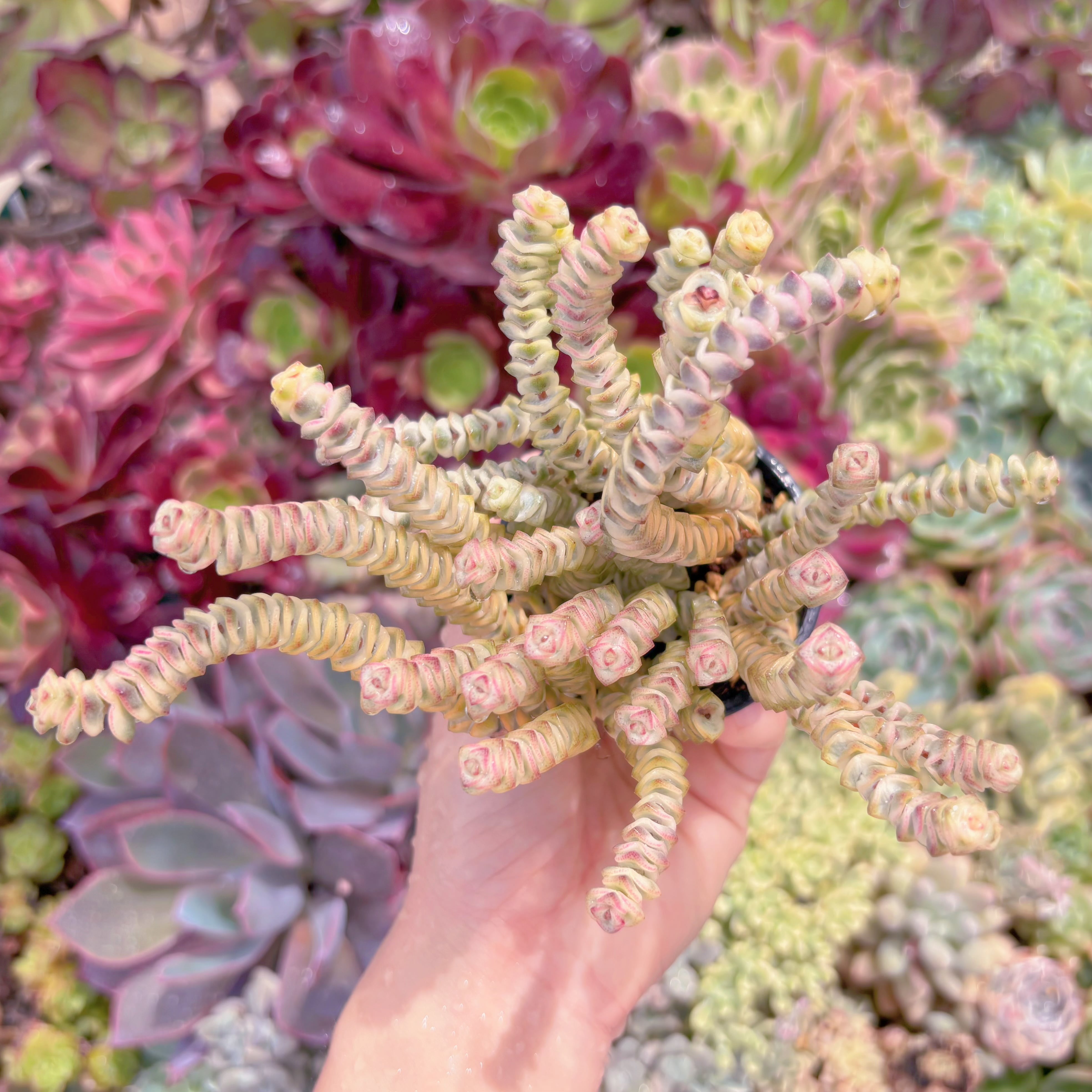 現品　ファンタジー錦#B62　るる農園