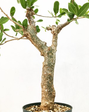 コミフォラ ラミー Commiphora lamii 20230901