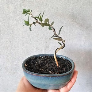 手のひらサイズ　種から育てたオリーブミニ盆栽（PS118）　