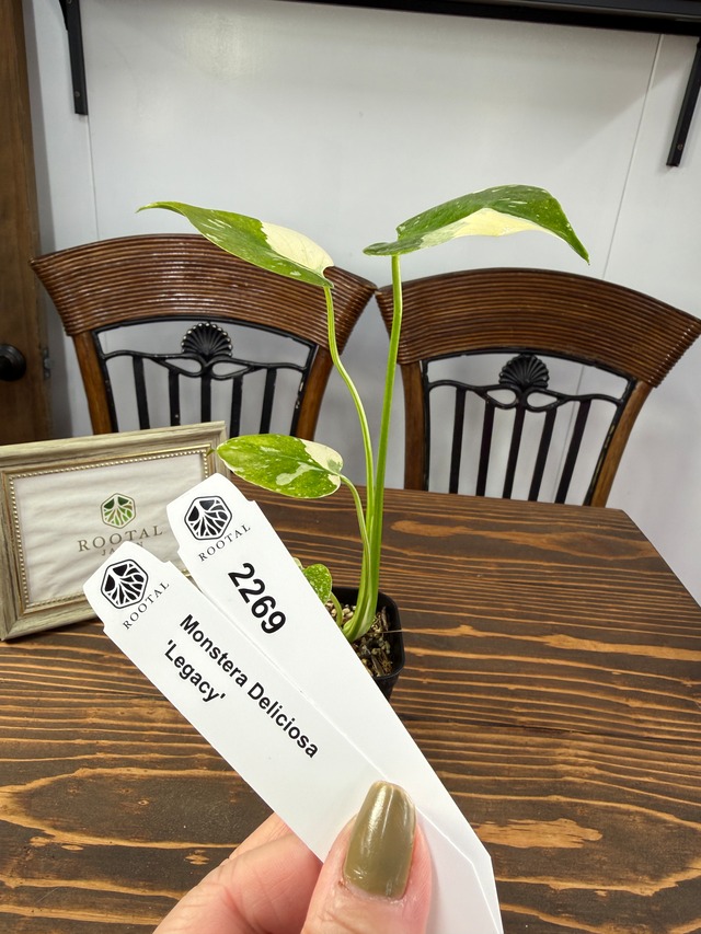 ★2269【超レア】モンステラ　デリシオサ　レガシー（2.5号ロング硬質ポット）