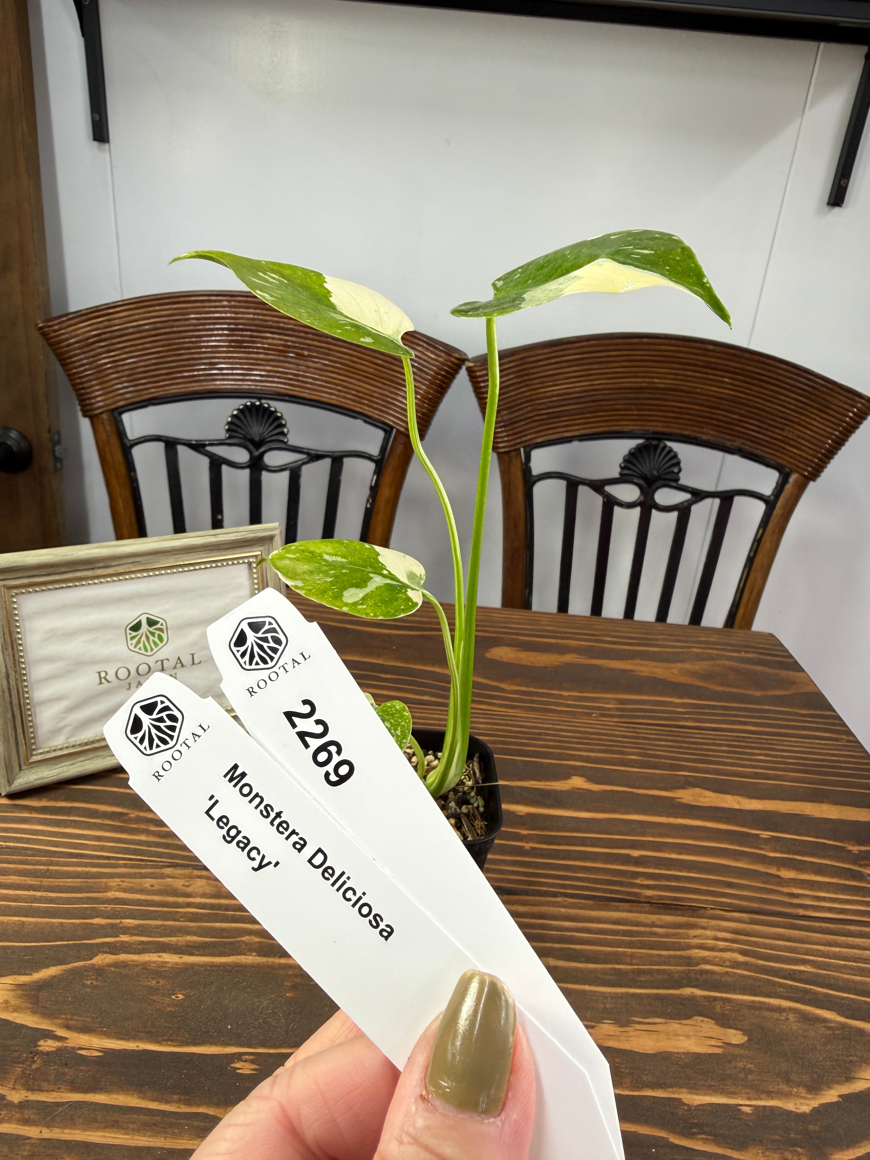 ★2269【超レア】モンステラ デリシオサ レガシー(2.5号ロング硬質ポット)