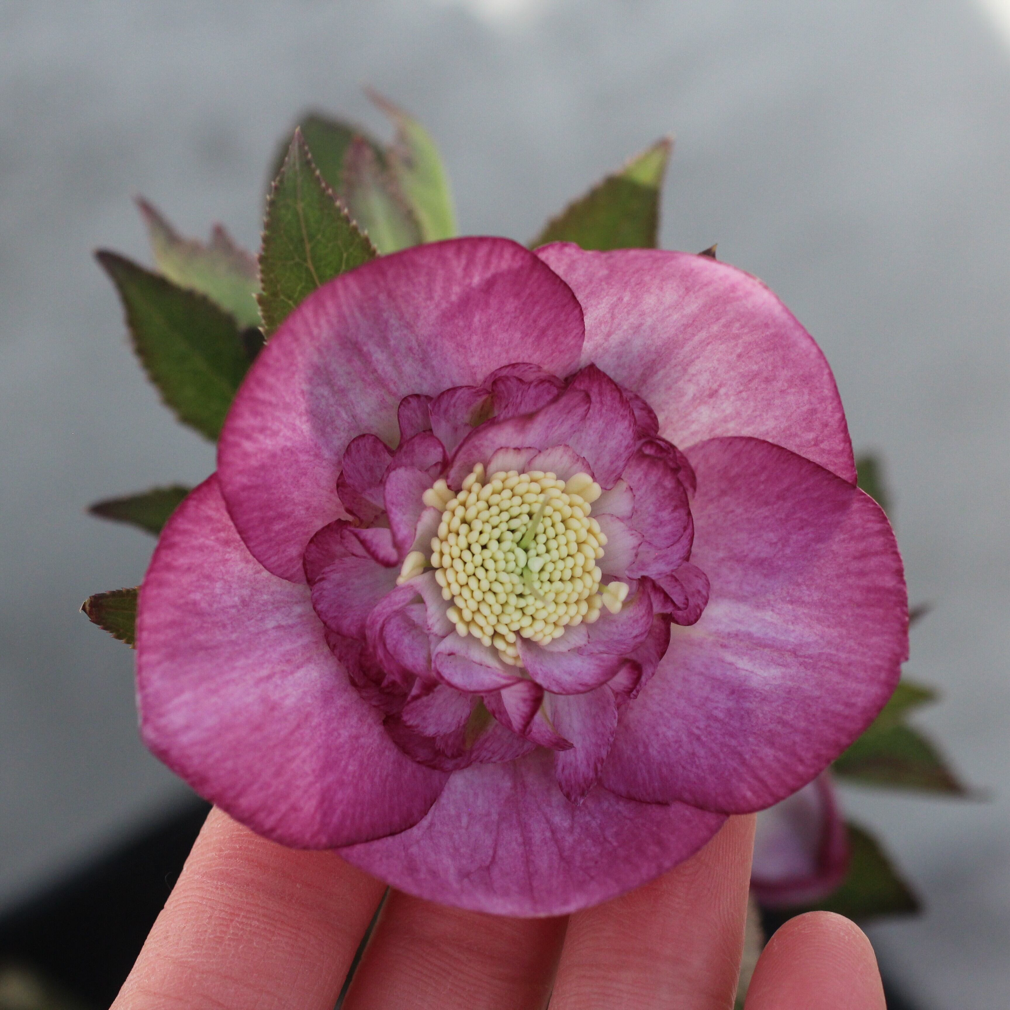 WinterSymphony開花鉢 | CoppiceGARDEN（コピスガーデン）