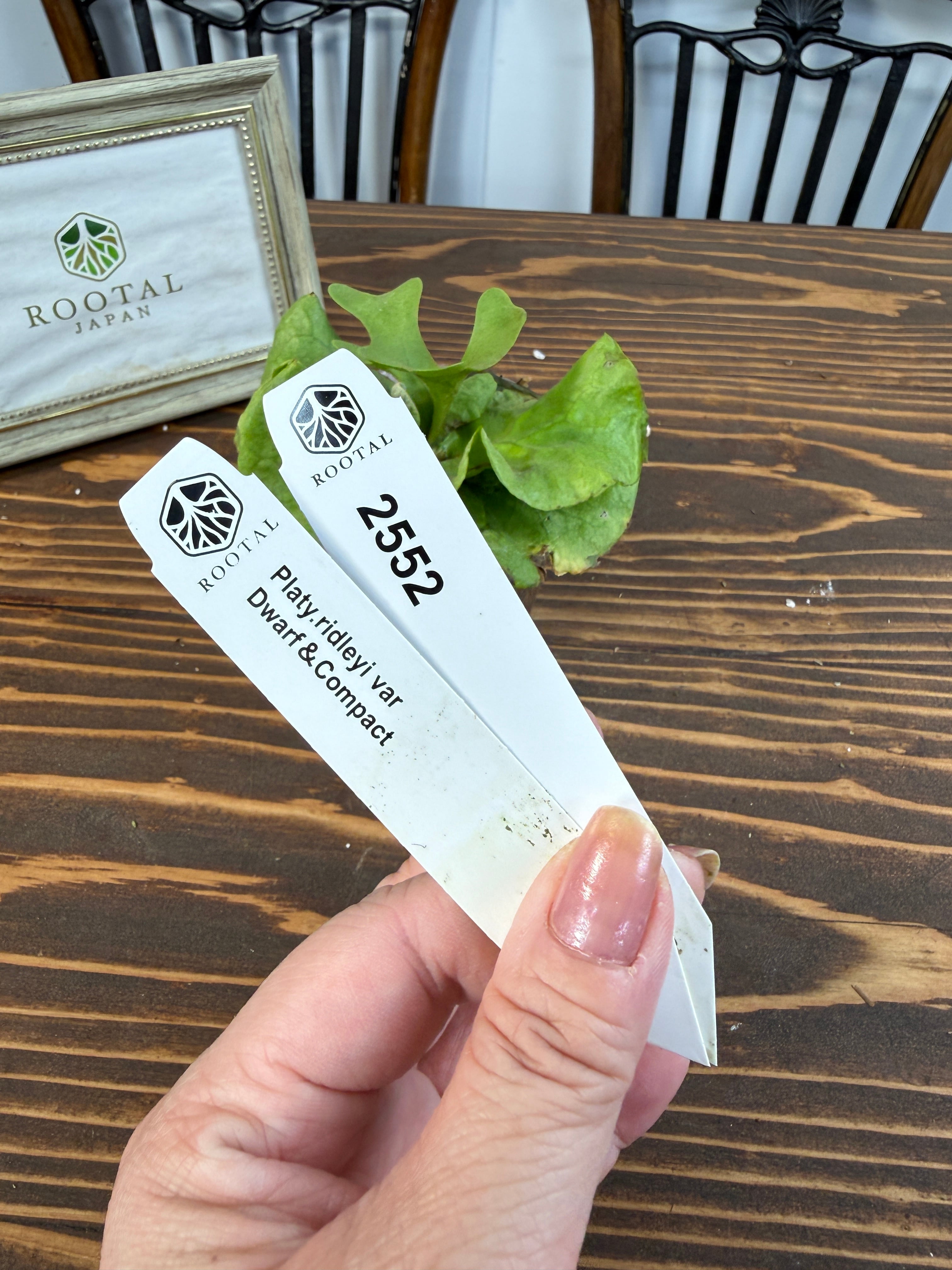 ★2552【凝縮された美しさ】ビカクシダ リドレイvar.ドワーフ&コンパクト(2号ポット)