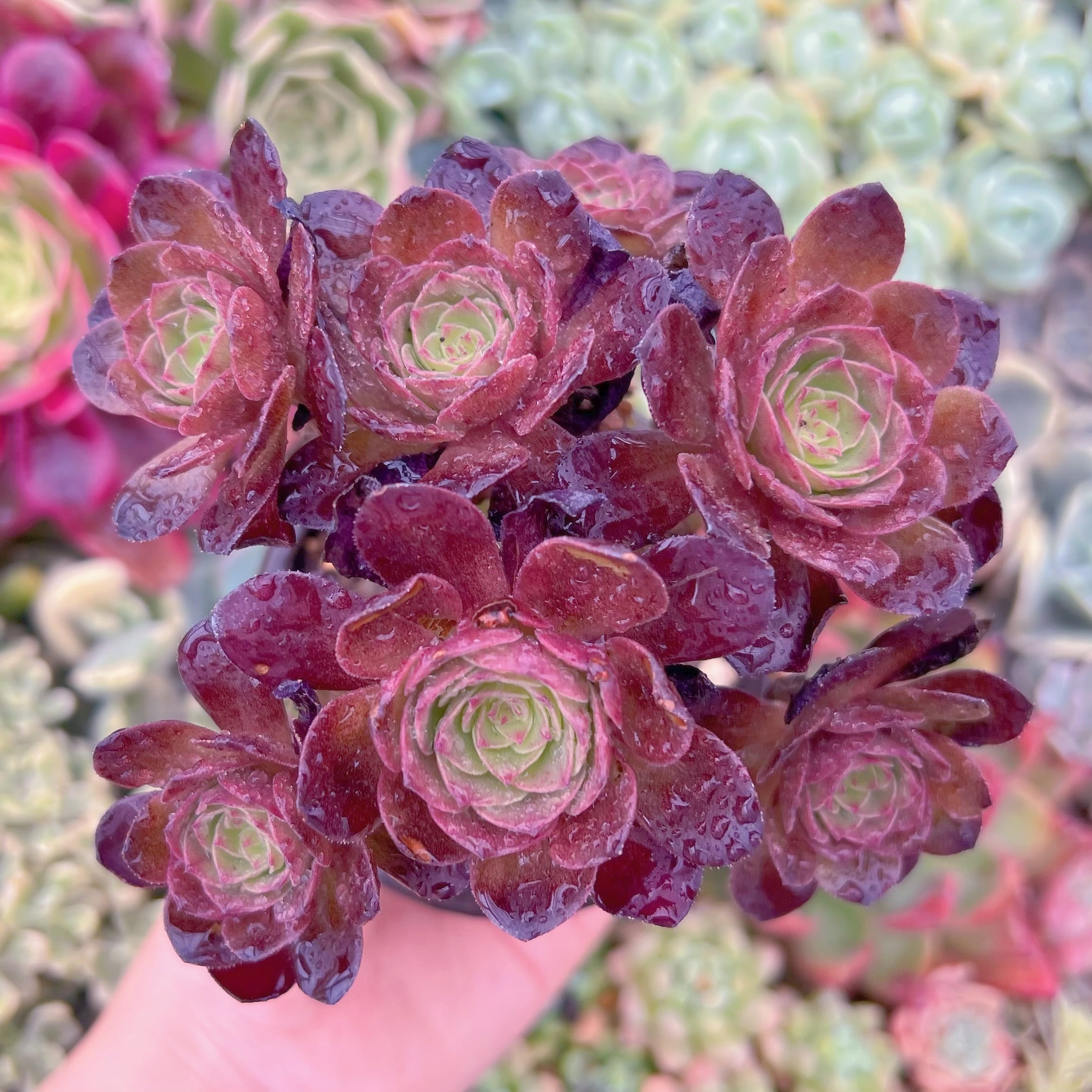 現品　赤焔蓮#017　群生　るる農園