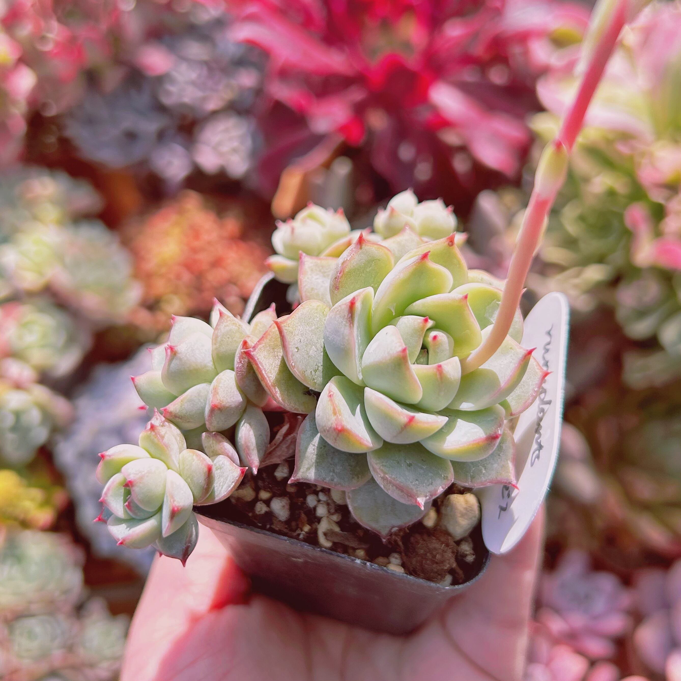 #265現物　多肉植物　大和錦xバニラビス　抜き苗