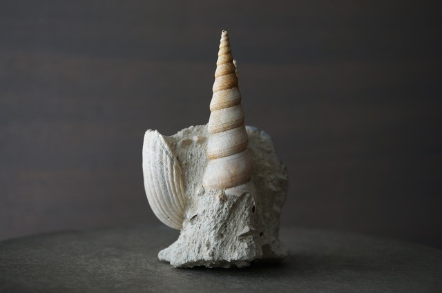 フランス産巻貝/二枚貝化石 Gastropod Fossil 2425