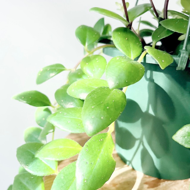 《人気》エスキナンサス ラディカンス 観葉植物 吊り下げ calm cafe