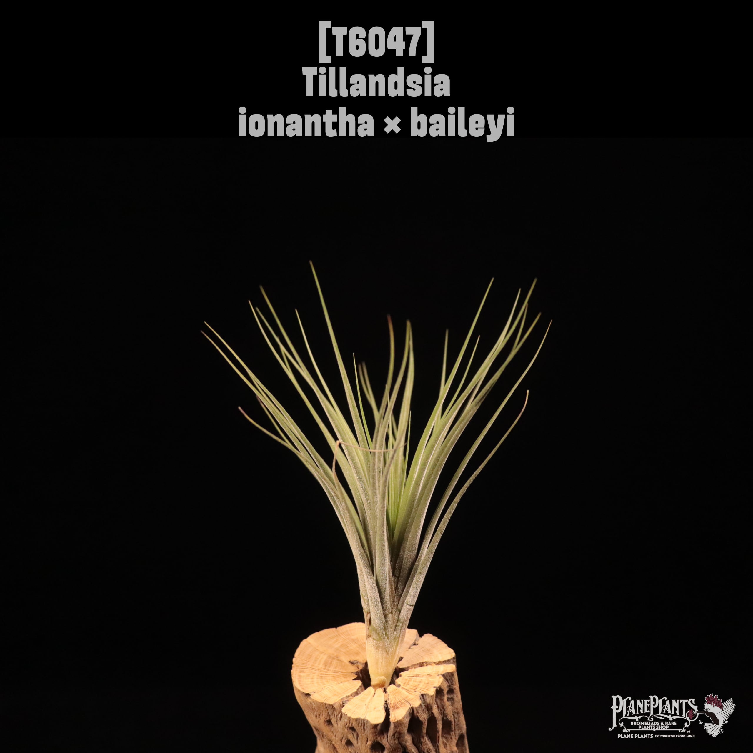 Tillandsia ionantha × baileyi〔ティランジア〕T6047