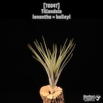 Tillandsia ionantha × baileyi〔ティランジア〕T6047