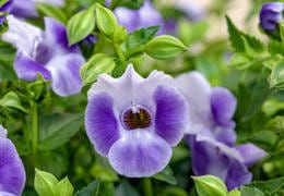 サマーミスト ブルー | 花のとびつか