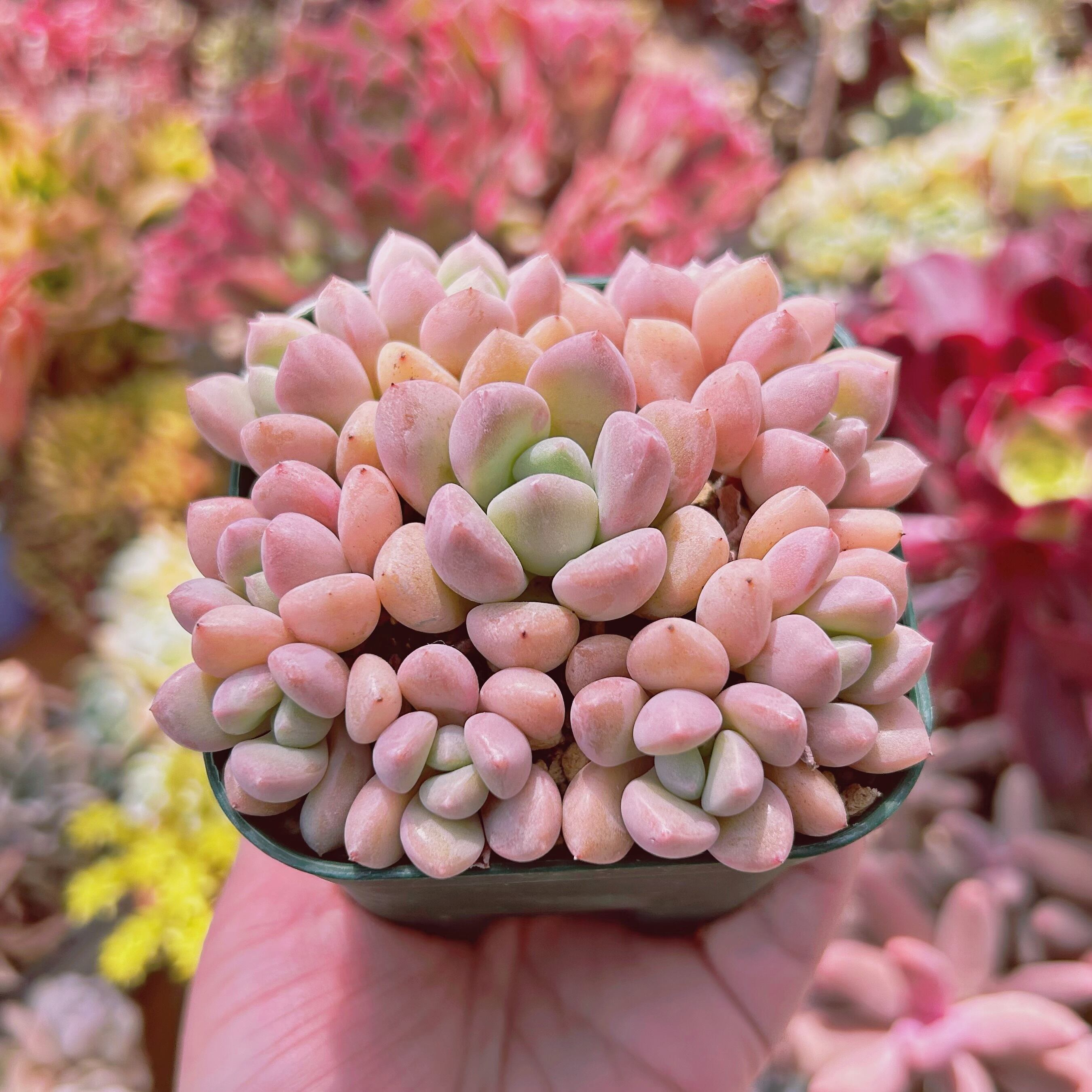 863現物 多肉植物 白鷺 抜き苗 | るる農園~多肉植物専門