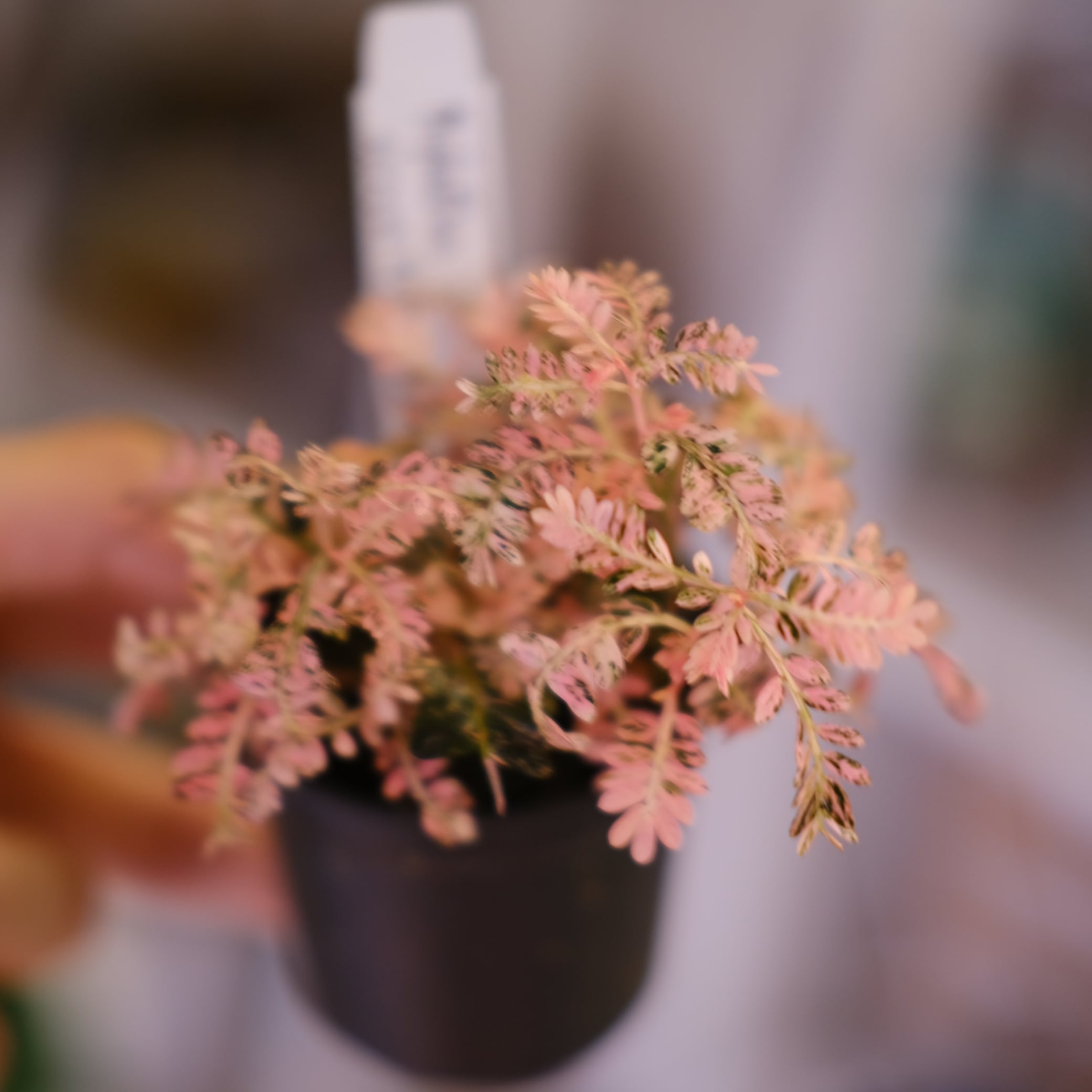 Phyllanthus urinaria Pink｜フィランサス・ウリナリア Phyllanthus urinaria 'Pink Variegated'② / フィランサス