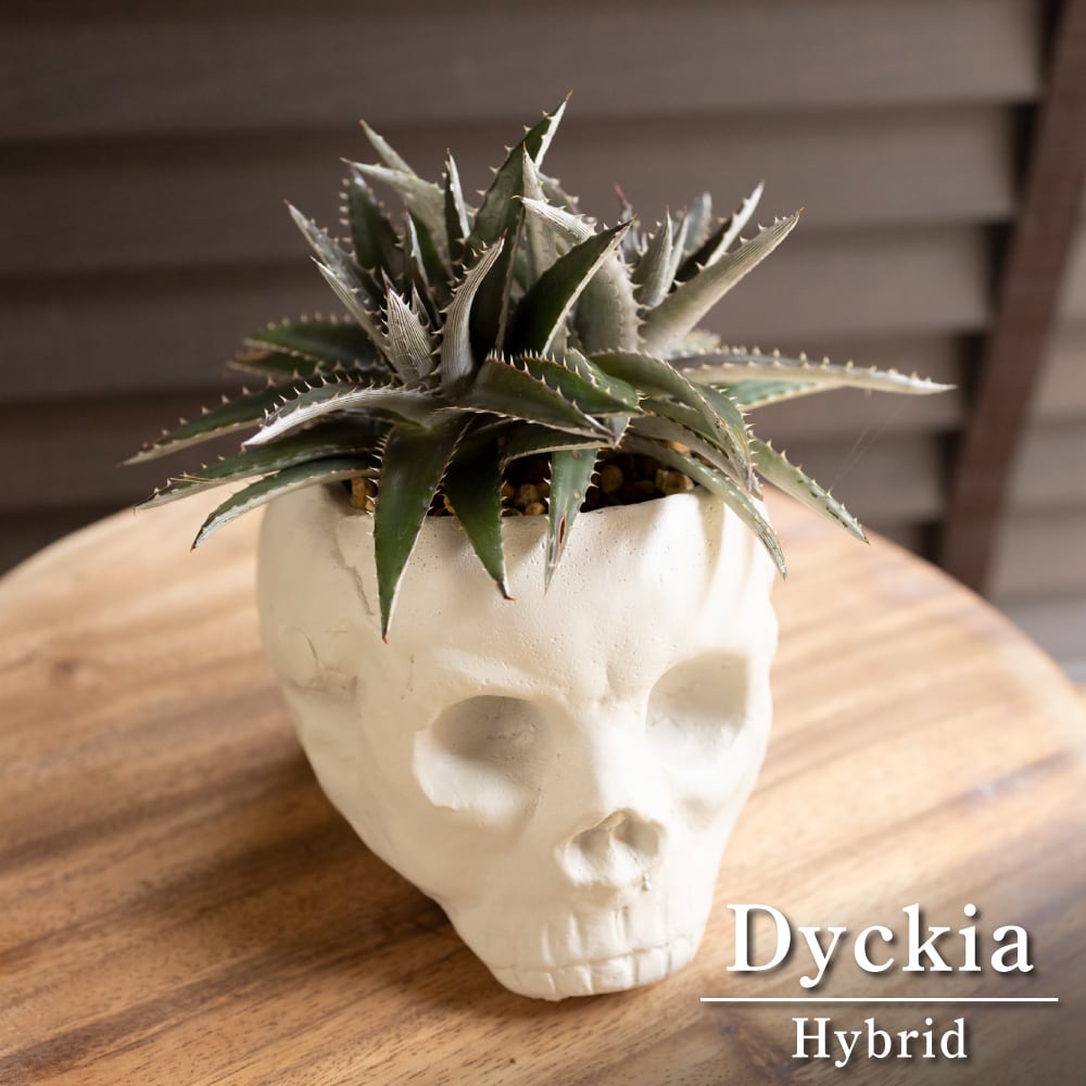 希少株 ハオルチア 斑入り 初霜錦 多肉植物 3号鉢 | SABOTEN-ZAURUS