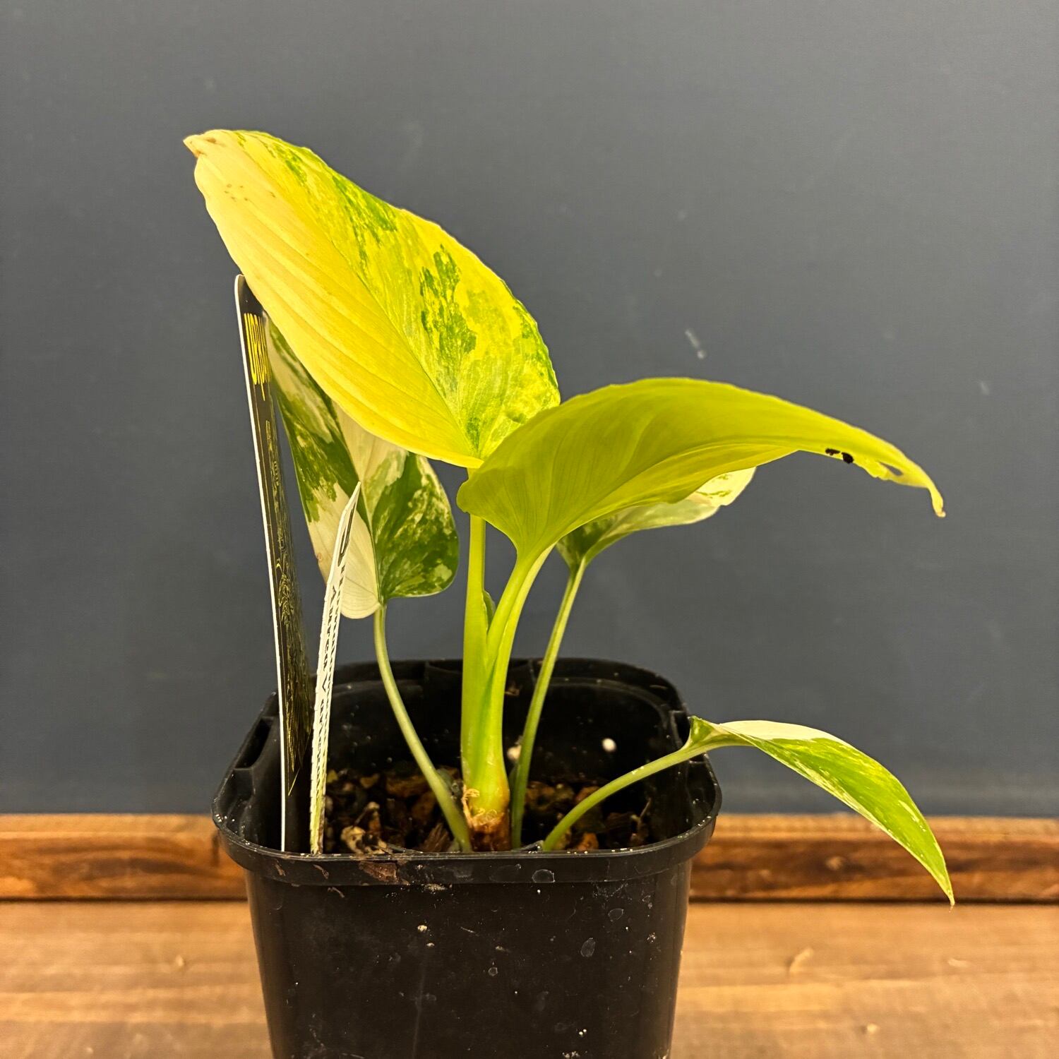 UJ】ホマロメナ ルベセンス オーレア 斑入り【1090】 | PROTOLEAF