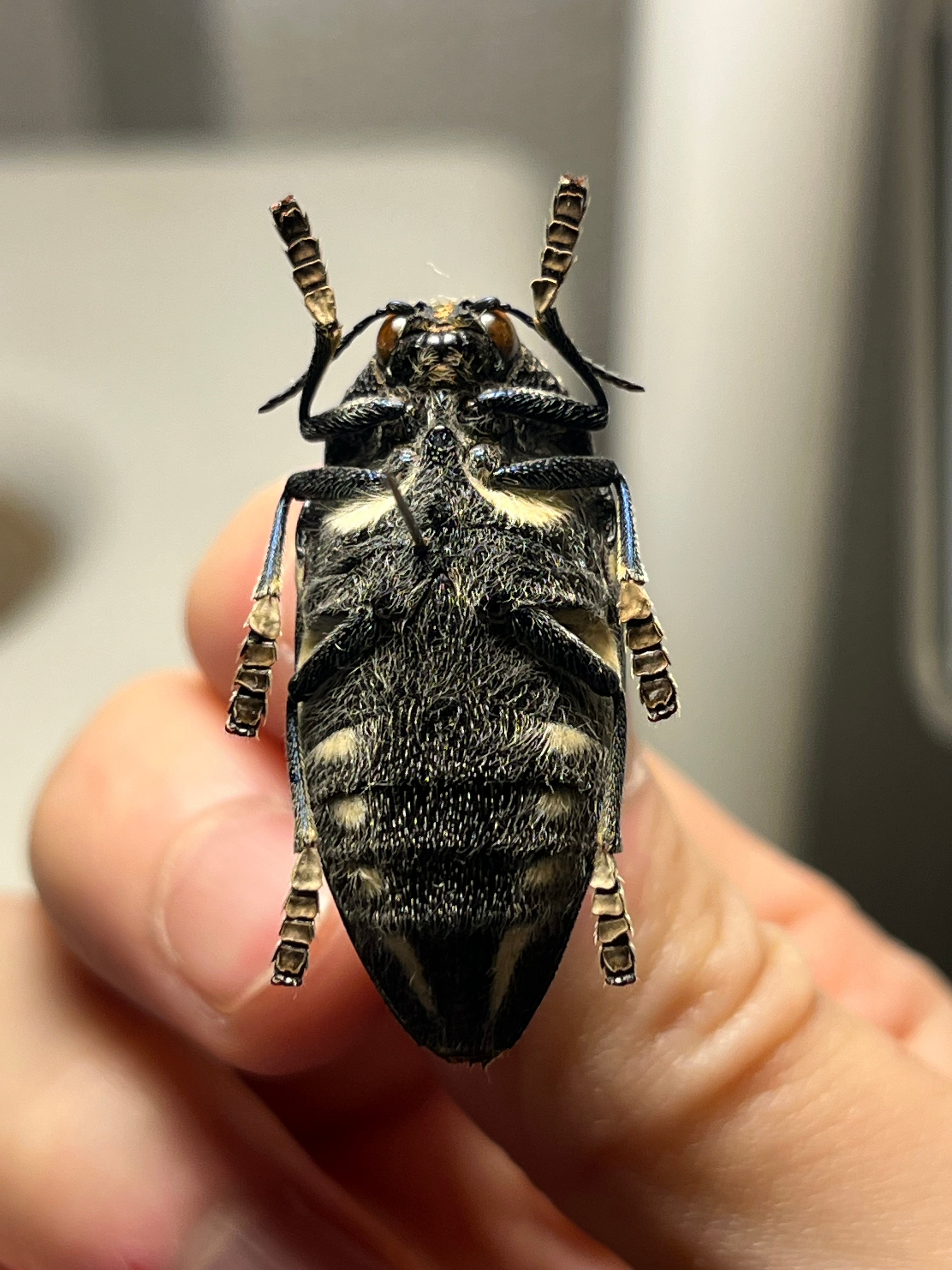 34mm】タテオビフトタマムシ giant jewel beetle 昆虫標本