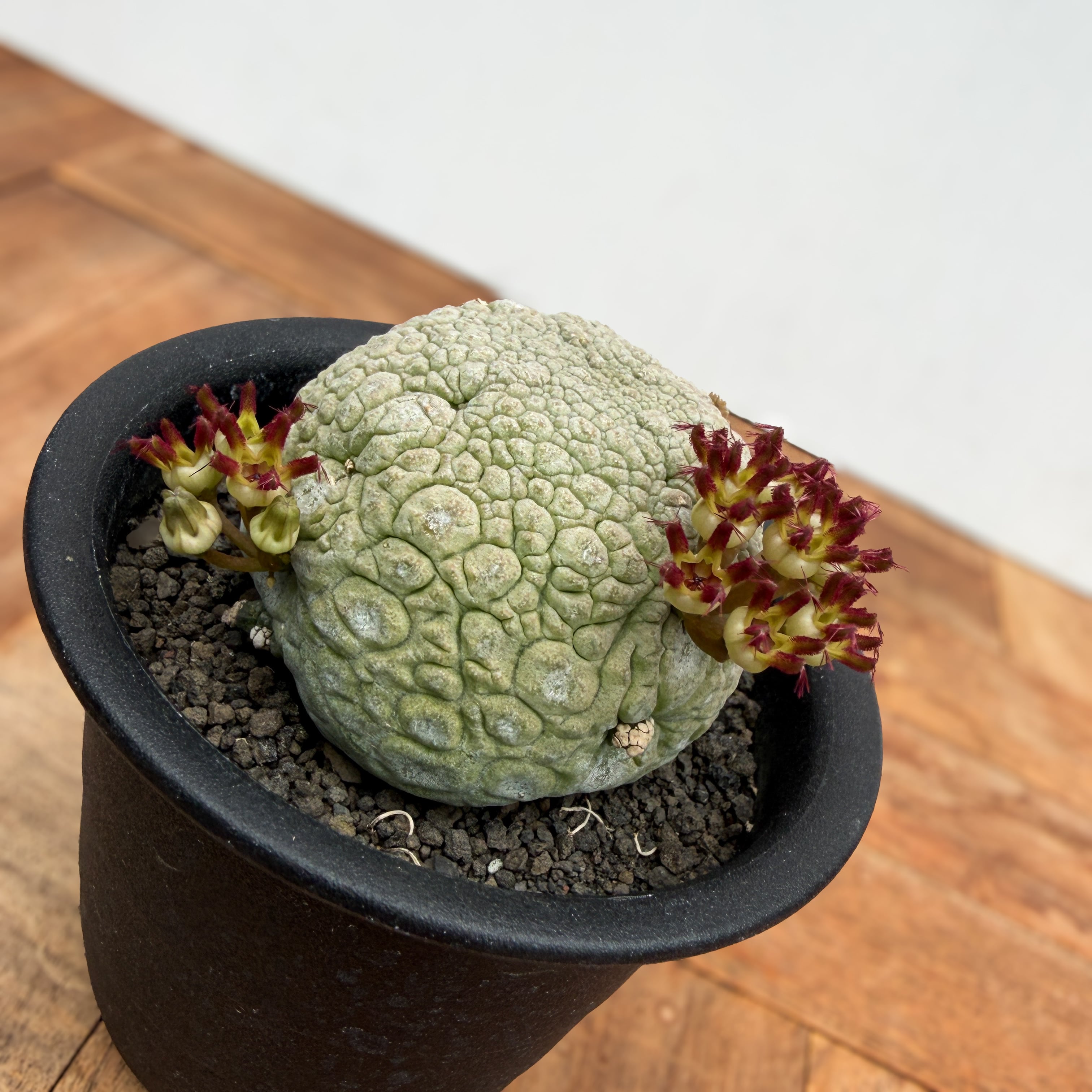 Pseudolithos migiurtinus 【プセウドリトス・ミギウルティヌス・実生